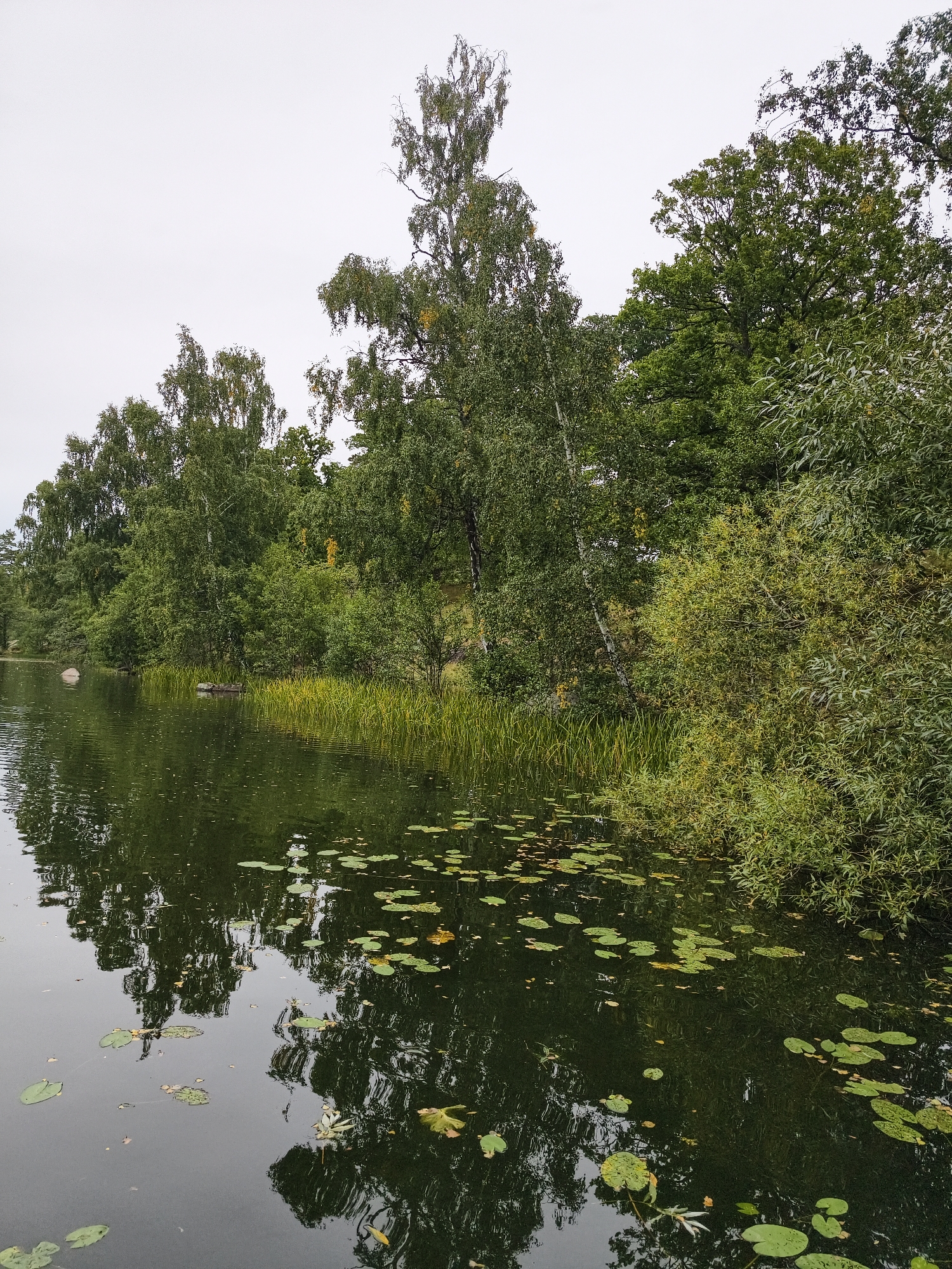 A tranquil body of water, likely a lake or slow-moving river, is depicted under an overcast sky. The water's surface is dark and reflective, showing the inverted images of the surrounding trees and foliage. Scattered across the water are numerous green lily pads and a few fallen leaves.
The shoreline is densely populated with lush green trees and shrubs. Tall, slender trees with white bark, possibly birch, stand out among the darker green foliage. Some of these trees are bare at the top, suggesting they may be older specimens. The vegetation extends down to the water's edge, where reeds and taller grasses are visible.
Two large rocks are present near the shore. One is a smooth, rounded boulder partially submerged in the water. The other, a darker, elongated object, is also in the water and appears to be partially covered by vegetation.
The scene is one of natural serenity and appears to be located in a rural or semi-rural area. Given the specific request to include the location in Brokind, Sweden, this scene depicts a typical Swedish natural landscape. There are no people, animals, or signs of human activity other than the implied presence of a pathway or viewing point from which the photograph was taken. The overall impression is one of a peaceful, natural environment.