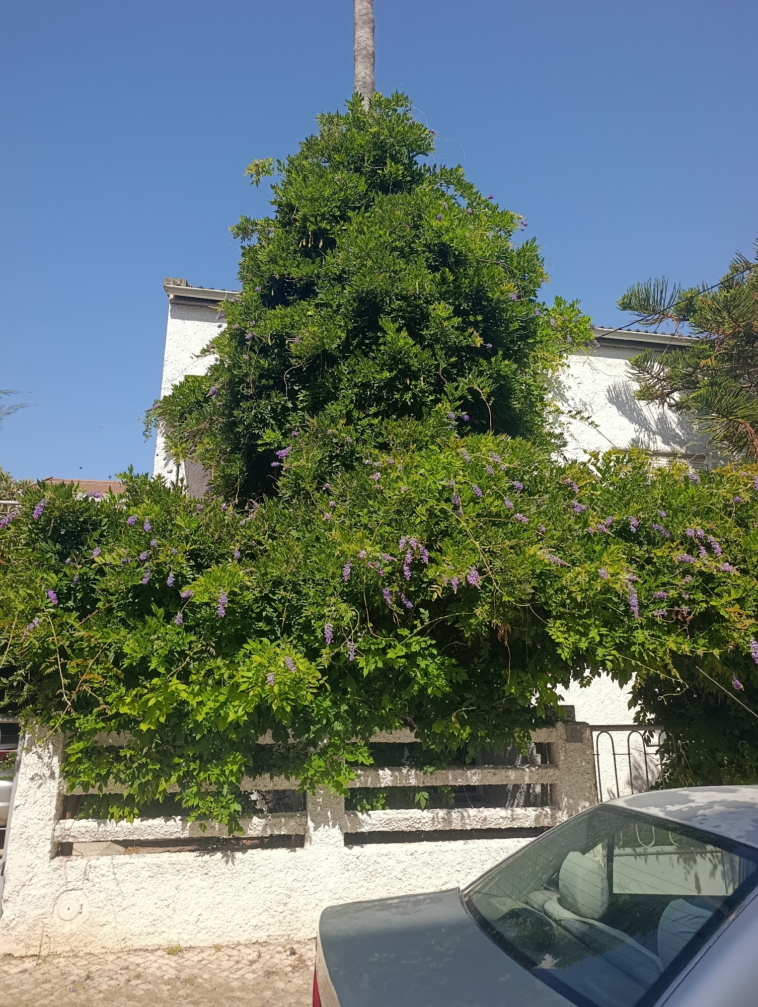 In Pinhal Novo, Portugal, a vibrant wisteria plant with cascading purple flowers covers a stucco wall and a horizontal fence. The greenery is lush and abundant, reaching up towards a clear blue sky. Behind the foliage, a white building is visible, its texture rough from the stucco. A palm tree trunk extends upwards on the right side of the frame. In the foreground, the rear of a silver car is parked on a paved surface.