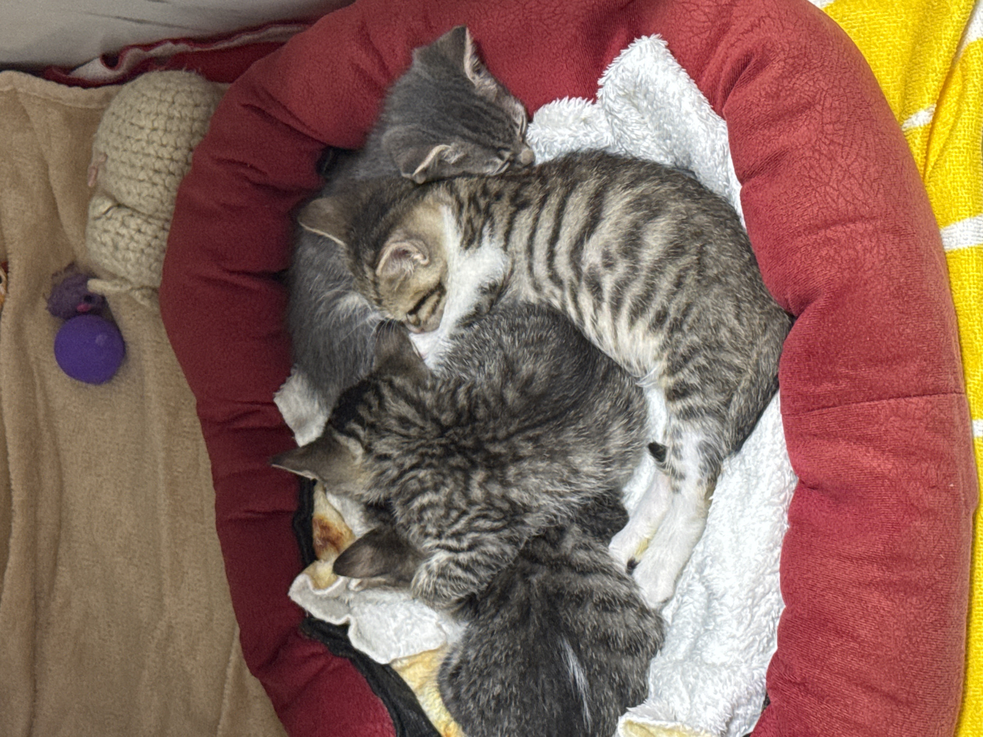 The image shows four kittens huddled together in a red pet bed lined with a white towel. The kittens are various shades of gray with tabby stripes. A stuffed animal and a purple ball are visible to the left of the bed. A yellow and white striped towel is partially visible on the right. The setting is indoors. Location information is unavailable.
