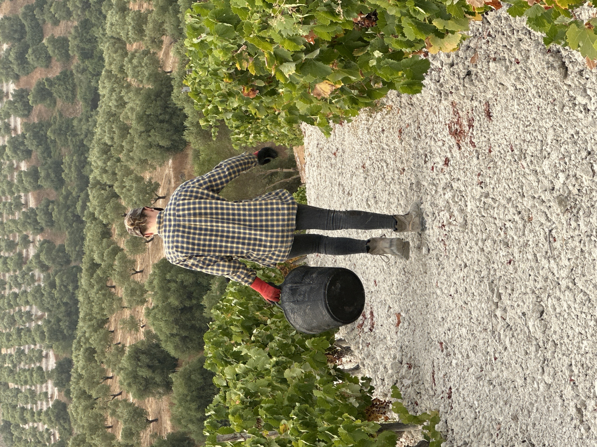 The image depicts a person walking away from the camera down a gravel path between rows of grapevines. The person is wearing a blue and yellow plaid shirt, dark pants, and hiking boots. They are also wearing red gloves on their left hand and a black glove on their right hand, and carrying a large black bucket. In the background, there are extensive olive groves on a hillside. The scene appears to be in San José del Valle, Spain, a location known for its agricultural landscapes.