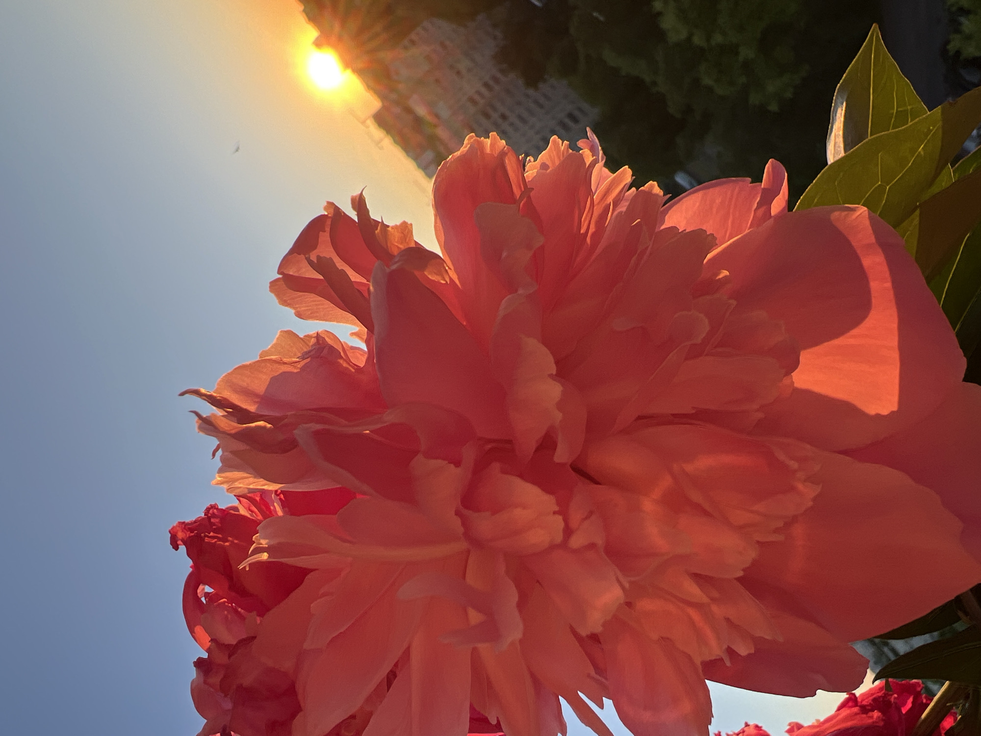 The image shows a close-up of a coral-colored peony flower in bloom. The flower is lit by the warm glow of a setting sun, which is visible in the upper right corner of the frame, casting long rays across the scene. Behind the flower, a cityscape with buildings and dark green trees can be seen. The sky is a clear blue. The image appears to be a photograph taken during golden hour, highlighting the delicate petals of the flower. There is no indication of the location being Minsk, Belarus.