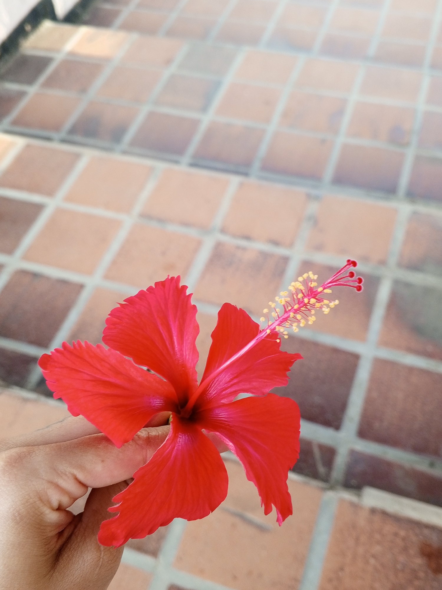 A red hibiscus flower is held in a human hand against a backdrop of terra cotta-colored square tiles. The tiles form steps leading upwards. The scene is outdoors in daylight. The location is Porlamar, Venezuela.