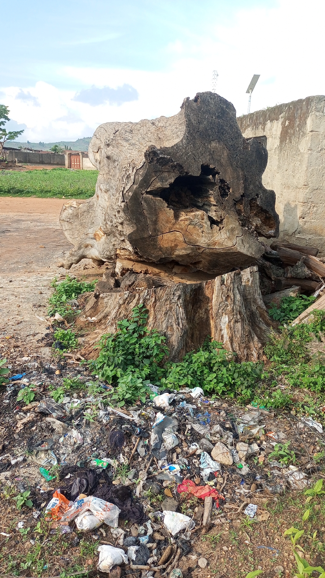A large, weathered tree stump and fallen trunk are the central subjects of this outdoor scene, likely in Kagarko South, Nigeria. The tree appears ancient and decaying, with a hollowed-out interior and a rough, textured bark. Vegetation, including green plants and some small mushrooms, grows around the base of the stump. In front of the stump is a large pile of garbage, consisting of various discarded items like plastic bags, wrappers, and other refuse, highlighting a problem with waste disposal.
In the background, a dirt road is visible, leading towards a rural settlement. A fence encloses an area with a small building and a wooden gate. Beyond the settlement, rolling hills are visible under a bright, cloudy sky, suggesting it is daytime with fair weather. A solitary solar panel and a small antenna are perched atop a wall on the right side of the image.
No people are visible in the frame. The scene evokes a sense of neglect and environmental concern due to the presence of the large amount of litter. The overall impression is of a rural area where natural elements like the old tree are juxtaposed with signs of human activity and its less desirable consequences. There is no visible text in the image.