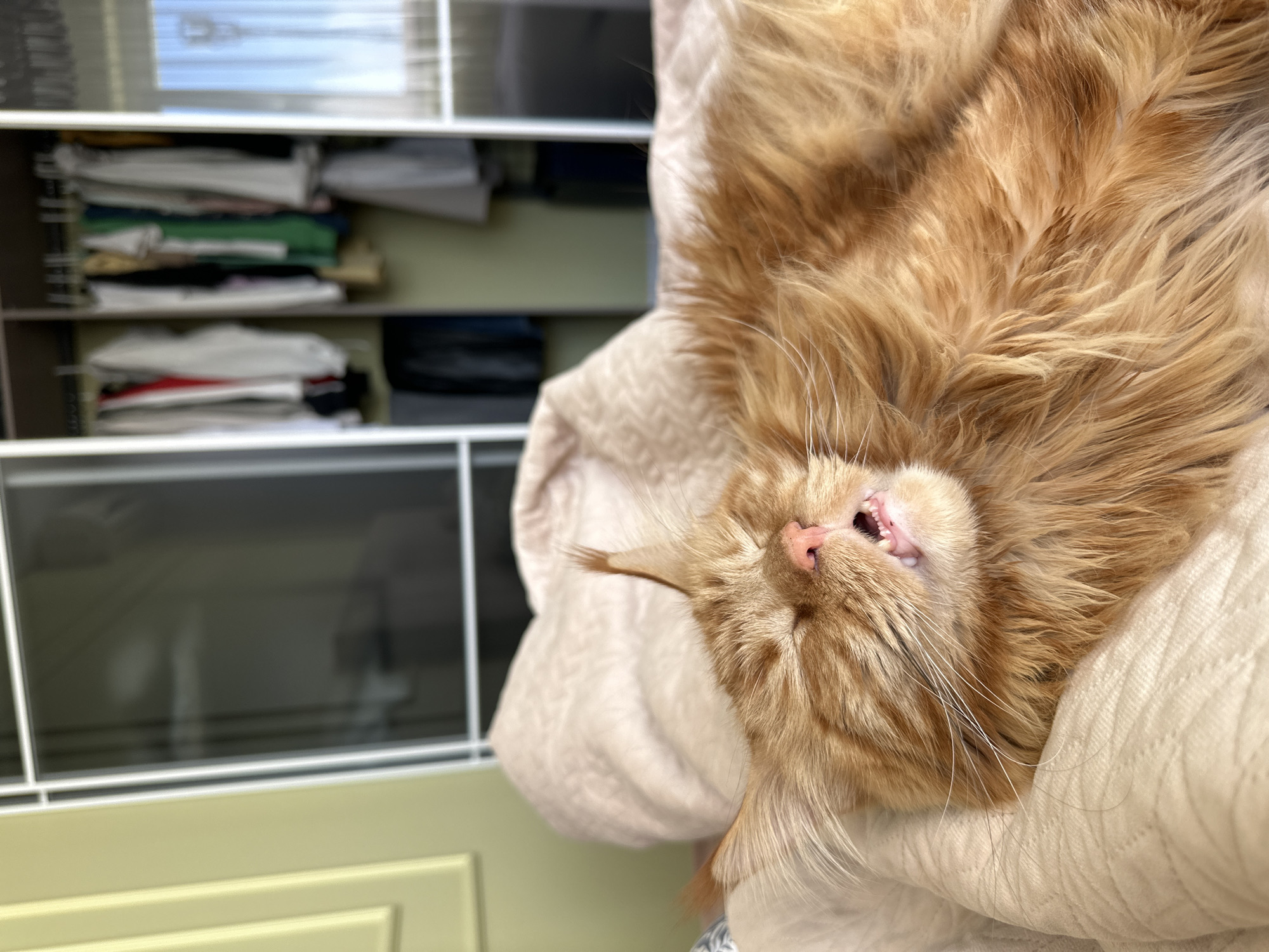 A close-up shot features an orange cat resting on a light-colored blanket. The cat's face is visible, with its mouth slightly open, revealing its teeth. The fur appears thick and fluffy. In the background, a cabinet with shelves is partially visible, containing items such as folded clothes. The specific location in the city of Chaikovsky, Russia, is not discernible from the image.