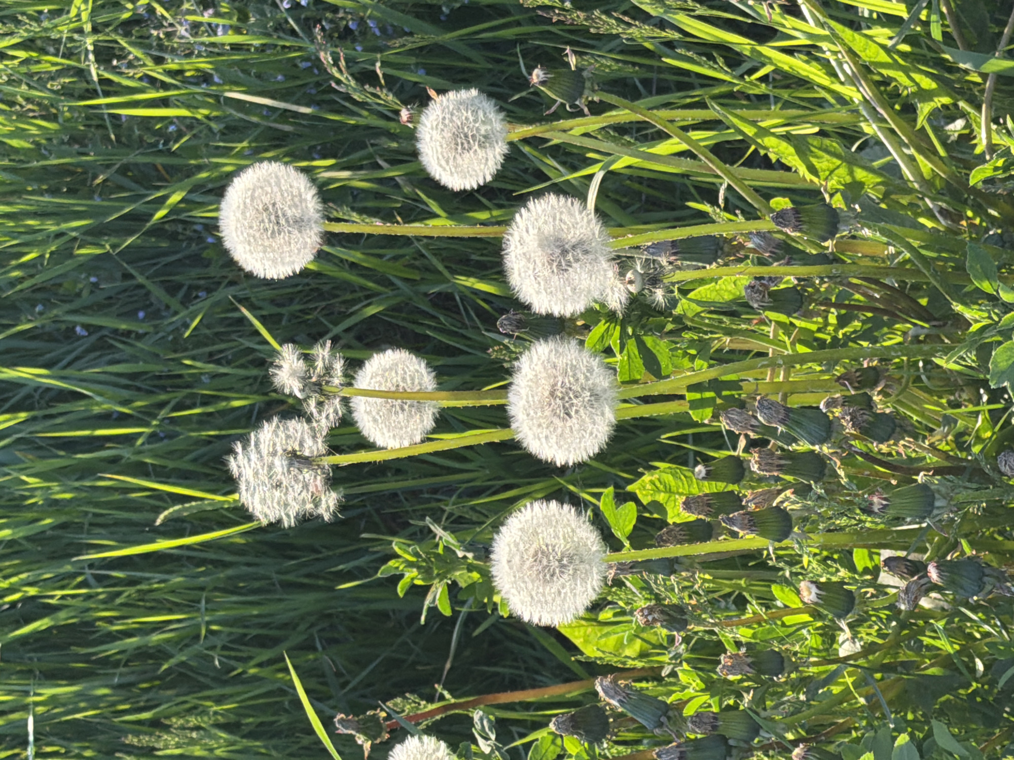 The image captures a vibrant, close-up view of a grassy field filled with numerous dandelion seed heads in various stages of development. The primary subjects are the fluffy, white dandelion clocks, with many fully formed examples scattered across the frame, notably in the center, top-left, and bottom-center. Interspersed among these are several closed dandelion buds or spent flower heads, particularly visible along the right side and in the bottom-left corner of the image.
The background consists of dense, green grass and other leafy plants, creating a natural, untamed setting. Small, delicate blue flowers are subtly visible among the green foliage. The lighting is strong and direct, creating distinct highlights on the grass blades and the dandelion seed heads, and casting long shadows, suggesting it is either early morning or late afternoon on a sunny day. This illumination gives the scene a fresh and vivid appearance. No specific activity or event is taking place, presenting a peaceful snapshot of nature. There is no visible text within the image. The location context provided is Норд Снт, Russia.