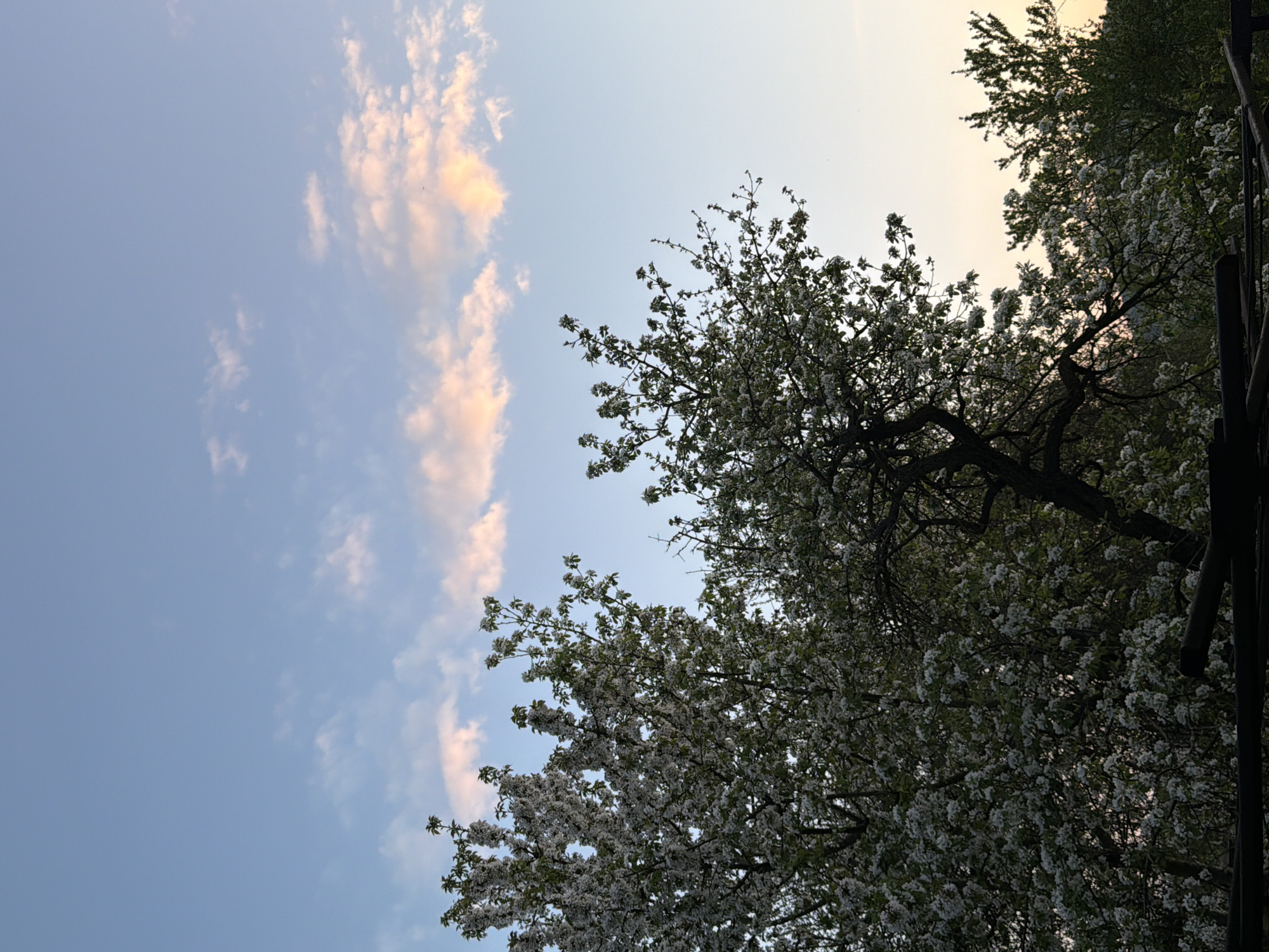 The image shows a view looking upwards at trees in bloom against a sky with some clouds. The sky transitions from a pale blue to a light yellow-orange near the horizon. Some clouds are present on the left, tinted with orange. Tree branches with white blossoms fill the right side of the frame and the bottom area, partially obscuring the sky. The photo was taken at dusk in Debelets, Bulgaria.