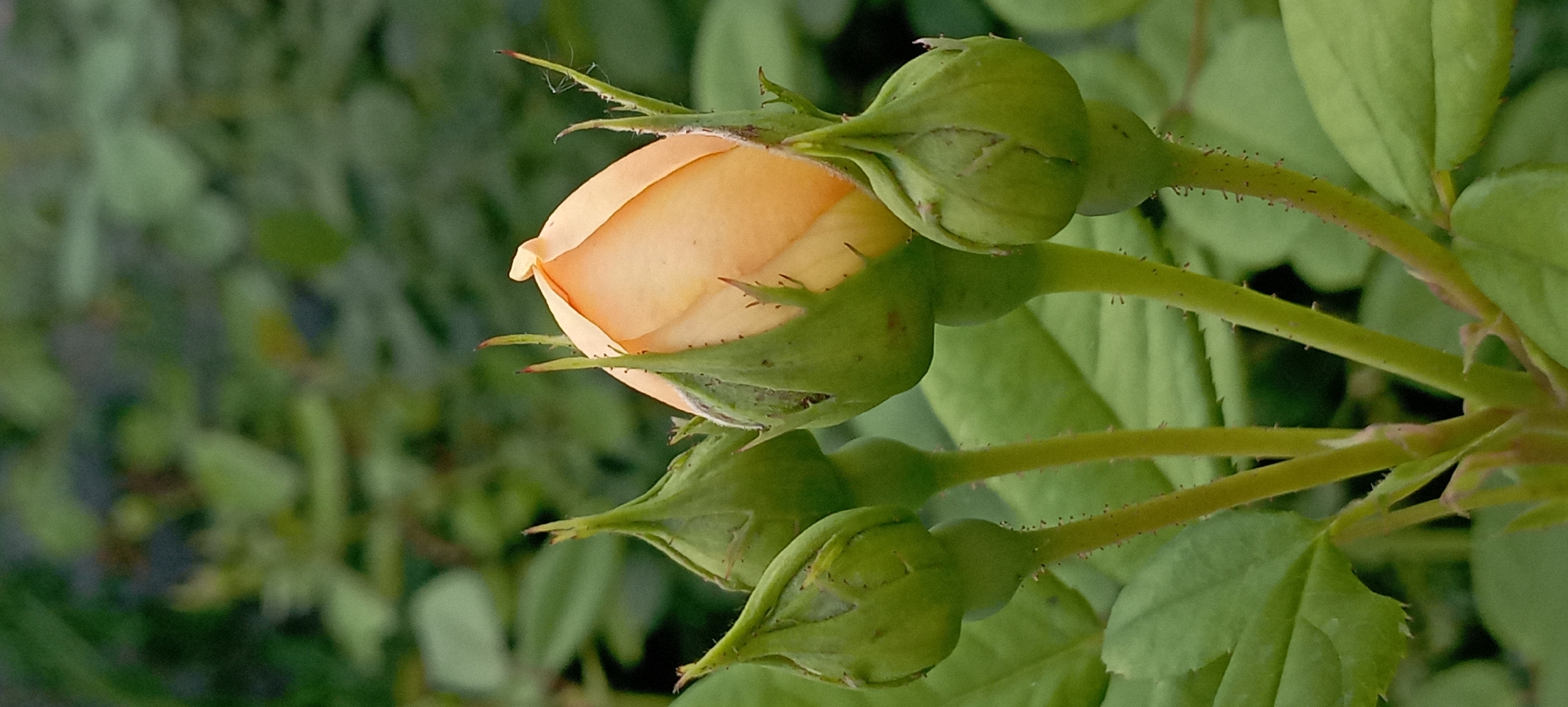 A close-up, vertical, eye-level shot captures a cluster of four rosebuds with one slightly open. The main rosebud, positioned centrally and slightly to the right, displays a delicate peachy-orange hue. Its petals are beginning to unfurl, revealing the subtle color within. To its left, three other rosebuds remain tightly closed, their green sepals forming pointed tips. These sepals are covered in fine, bristly hairs. The stems are a vibrant green and also exhibit the same bristly texture. The background is a soft blur of dark green foliage, suggesting a garden setting. The image is free of any human presence or activity and depicts a serene natural scene. There are no discernable landmarks or elements that would indicate the specific location of Radisne, Ukraine.