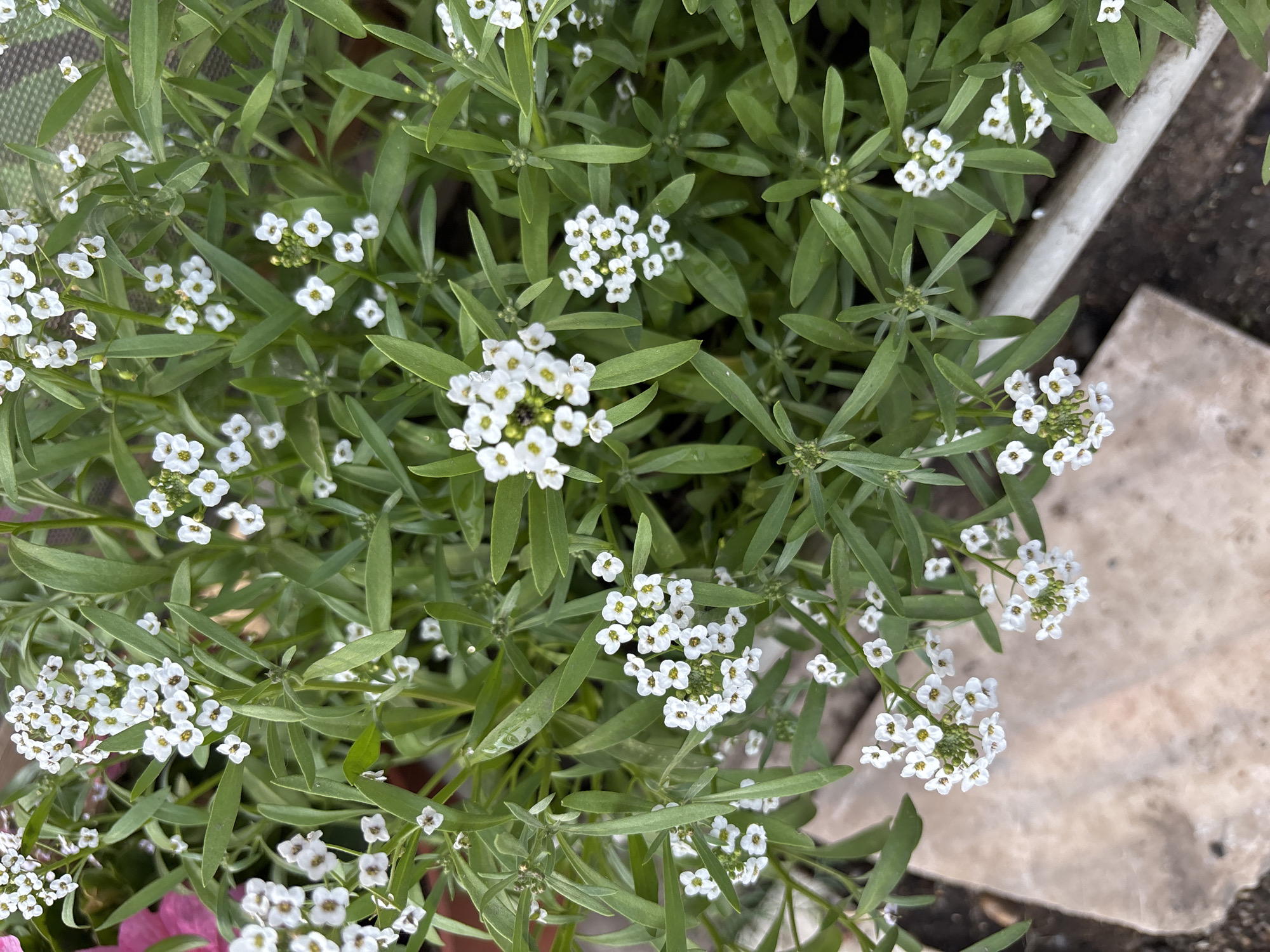 The image is a close-up, eye-level shot of a cluster of white flowers with yellow centers, set against a backdrop of lush green foliage. The flowers are small and delicate, arranged in dense spikes. The leaves are long and slender, with a slightly fuzzy texture. The overall impression is one of natural beauty and abundance. The image does not contain any explicit information about the city of Chernogorsk, Russia, or any specific details about people, actions, or interactions. The environment appears to be an outdoor setting, possibly a garden or a park, with a textured surface, possibly stone or concrete, visible in the lower left corner.