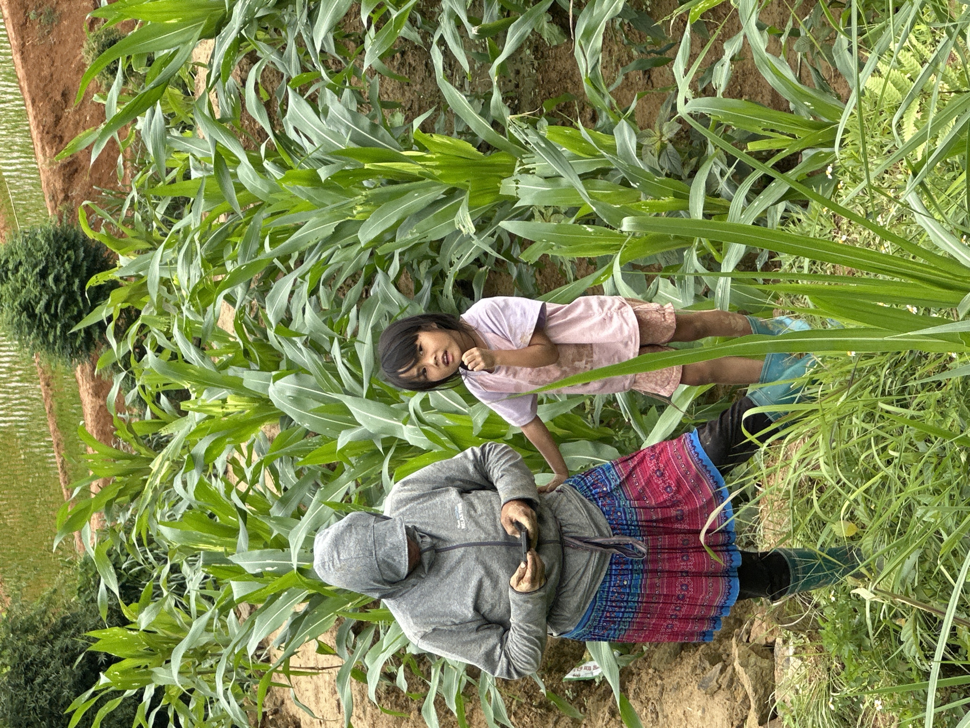 This image captures an adult and a child within a cultivated field in Dế Xu Phình, Vietnam. An adult figure, positioned on the left, wears a grey hooded jacket with "RELAX TIME" text, a pleated skirt with geometric patterns in blue, red, and pink, black leggings, and dark teal rubber boots. The hood obscures the individual's face. The adult is holding and viewing a dark-colored smartphone with both hands. To the right stands a young child with dark hair, wearing a light pink t-shirt, light-colored shorts, and light blue rubber boots. The child faces forward with a neutral expression, their right hand positioned near their chin. The child's left hand is near the adult's side. The foreground and midground are filled with rows of green corn plants, some exhibiting perforations and white streaks on their leaves. Exposed light brown soil is visible between the plants. The background features ascending reddish-brown terraced earth, interspersed with dense green vegetation. Faint linear patterns in the distant background are consistent with agricultural terraces.