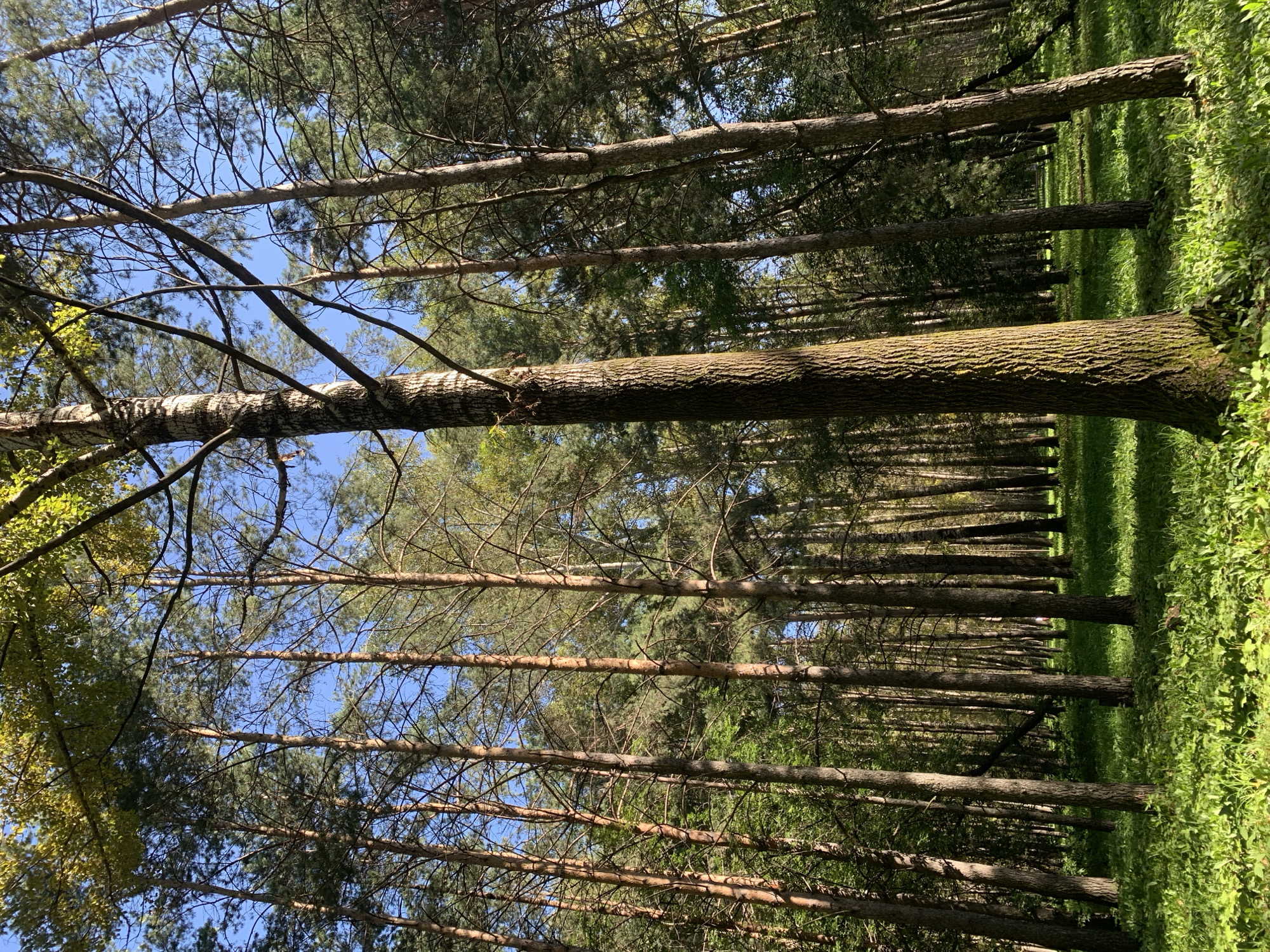 The image depicts a sun-dappled forest floor covered in vibrant green grass and low-lying vegetation. Tall, slender trees, primarily pines, dominate the scene, their trunks reaching towards a clear blue sky. The sunlight filters through the dense canopy, casting long shadows and illuminating patches of the forest floor. A single, thicker tree trunk, possibly a birch due to its lighter bark, stands prominently in the foreground, its rough texture contrasting with the smoother bark of the surrounding pines. The overall impression is one of a peaceful, natural environment within a wooded area. The location is identified as Prokopyevsk, Russia.