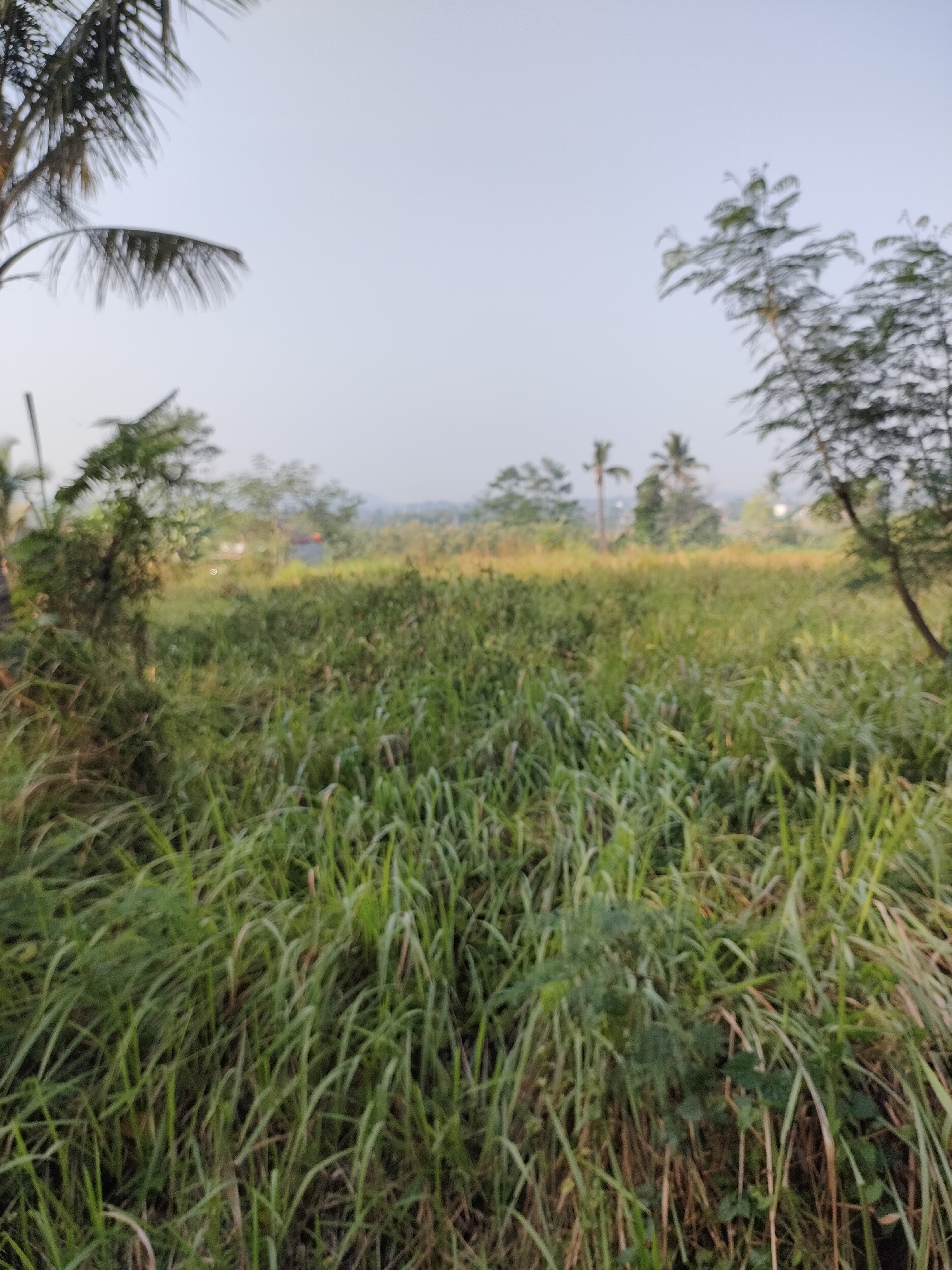 The image shows a blurry outdoor scene, likely a rural or park-like setting. The foreground is dominated by tall, green grass, some of which appears to be dry and brown. A palm tree is visible on the left side of the image, with its fronds casting shadows. In the background, there are several other trees, including what appear to be coconut trees, and some low-lying buildings or structures. The sky is overcast and a pale gray. The overall impression is one of a natural, uncultivated landscape. The question about Caracas, Indonesia is nonsensical, as Caracas is the capital of Venezuela, and Indonesia is a country in Southeast Asia. Therefore, the location cannot be provided.