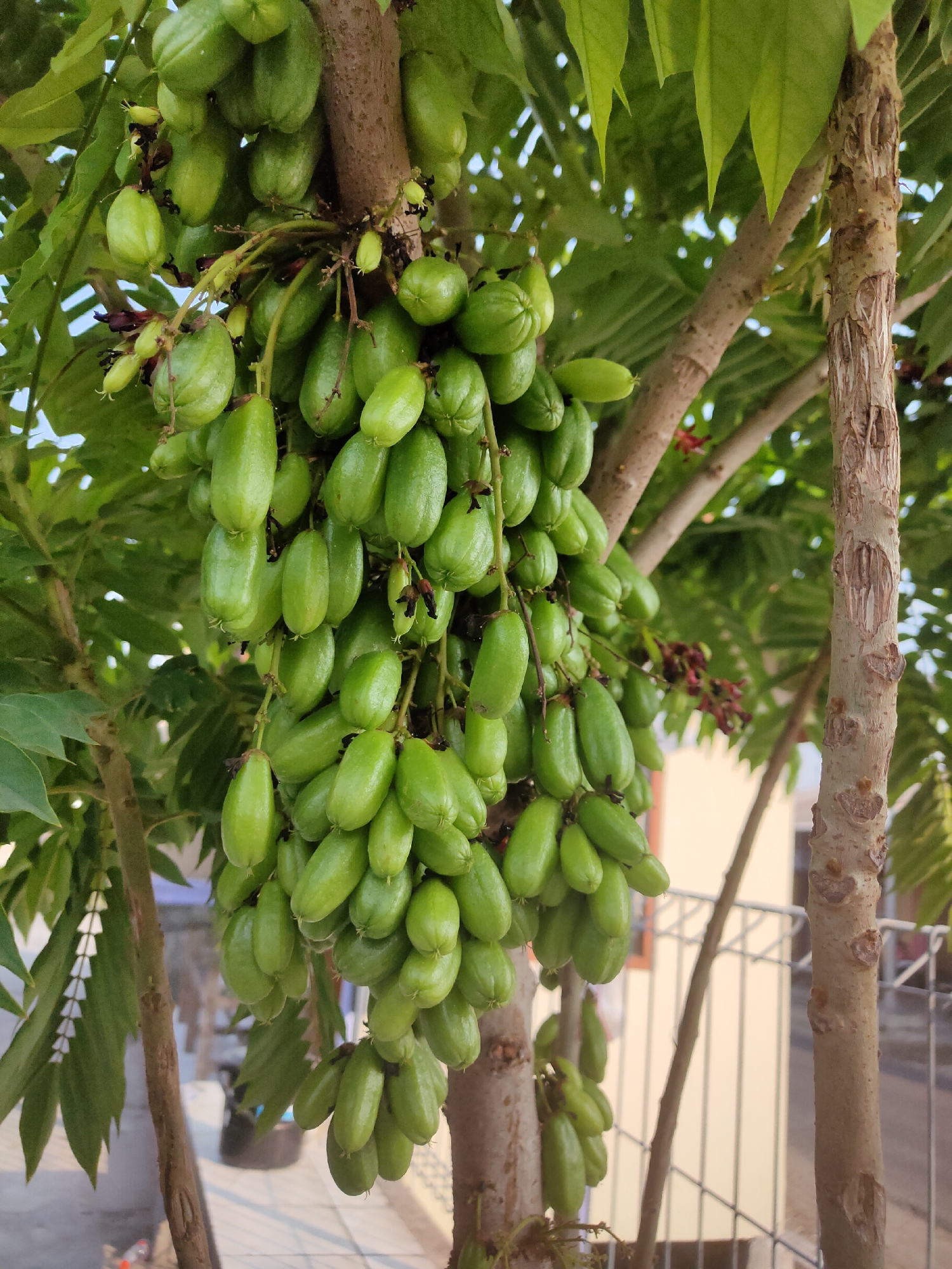 The image shows a close-up of a tree with many green, elongated fruits hanging in clusters from its branches. The fruits are oblong with a slightly bulbous end and appear to be waxy. They are attached to thin stems. The tree has rough, brown bark on its trunk, and the leaves are a vibrant green, some of which are visible in the background. The background includes hints of a building with a light-colored wall and windows, and a metal fence. The scene suggests an outdoor environment, possibly a garden or yard, in a tropical or subtropical region, consistent with locations like Ngasem, Indonesia. No people are visible in the image.