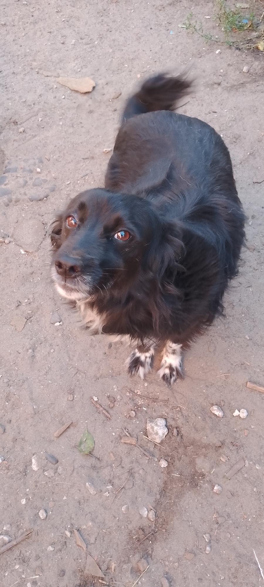 A black dog with white markings on its paws and chest lies on a dirt path. The dog is looking up and to the left with its mouth slightly open. The ground is composed of dirt, small stones, and some dried leaves and twigs. The background is blurred and appears to be an outdoor environment. There is no indication of the city of Belgorod, Russia, in this image.
