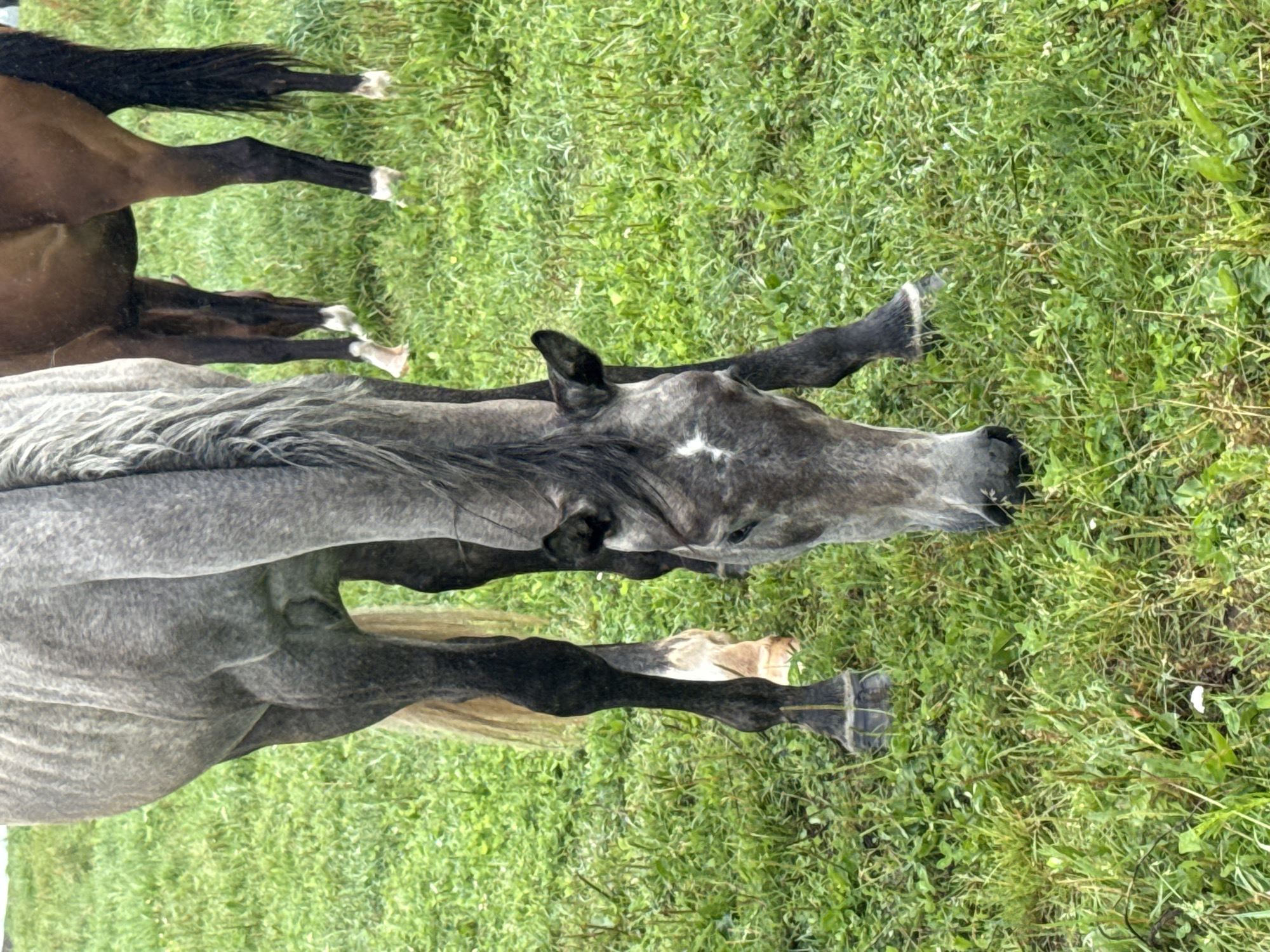 The image depicts two horses grazing in a grassy field, with the foreground dominated by the head and front legs of a gray horse. The gray horse has a white marking on its forehead and its mane is dark. Its legs are dark, with white markings above the hooves. Behind the gray horse, the hindquarters and legs of a brown horse are visible. This brown horse also has dark legs with white markings. The environment is a green field with abundant grass and some scattered white flowers. The image appears to have been taken outdoors in daylight. The location is specified as Galinė, Lithuania, suggesting a rural or semi-rural setting typical for horse pastures in the area.