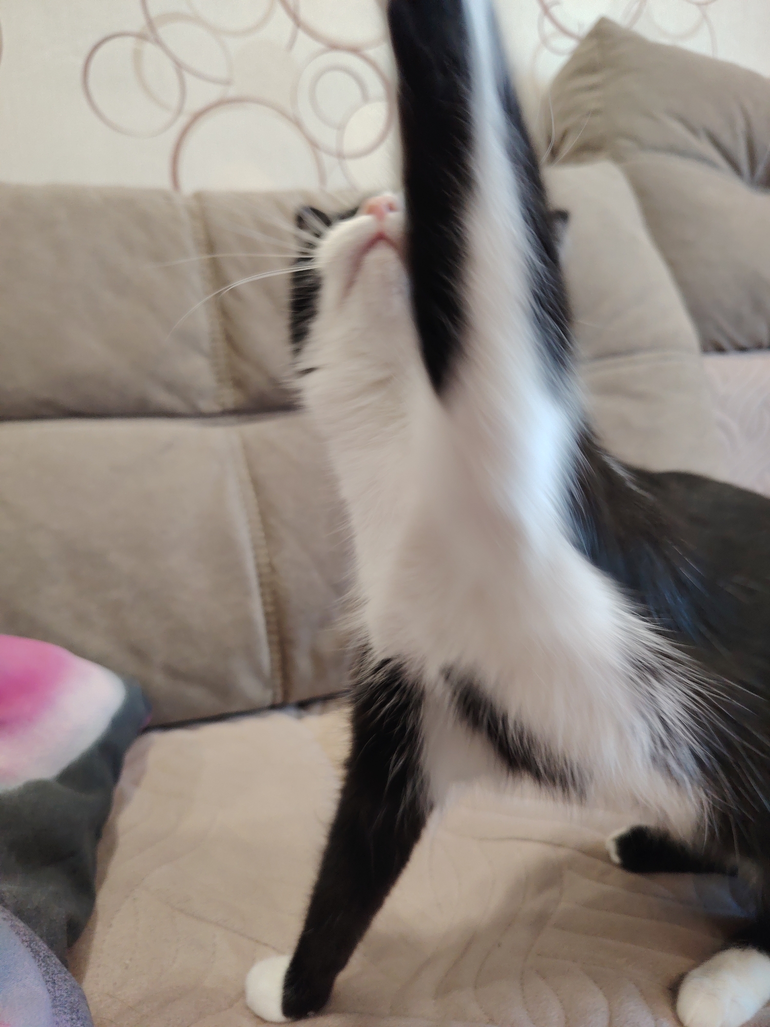 A black and white cat with a white sock is stretching up with a pink nose on a couch. The couch is taupe colored with a pattern on the wall.