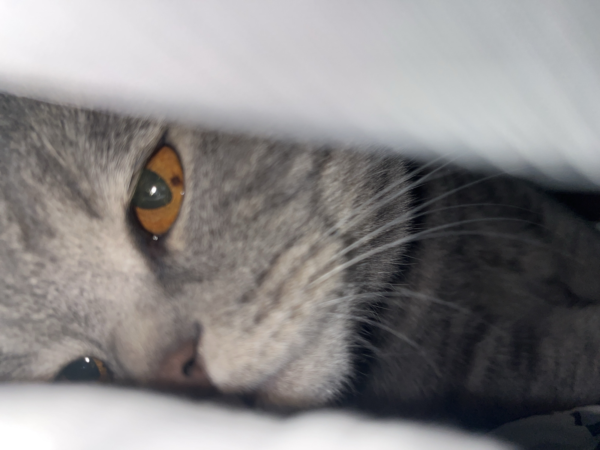The image is a close-up, eye-level shot of a gray cat's face, partially obscured by white fabric. The cat's right eye, with its striking amber iris and dark pupil, is clearly visible. A small, dark spot is present within the iris. The cat's nose is pinkish, and its whiskers are long and white. The fur is a mix of gray and black stripes. The background is predominantly white, with some areas of soft focus. The lighting is bright, creating highlights on the cat's fur and eyes. No specific location in Chaikovsky, Russia, can be determined from this image.