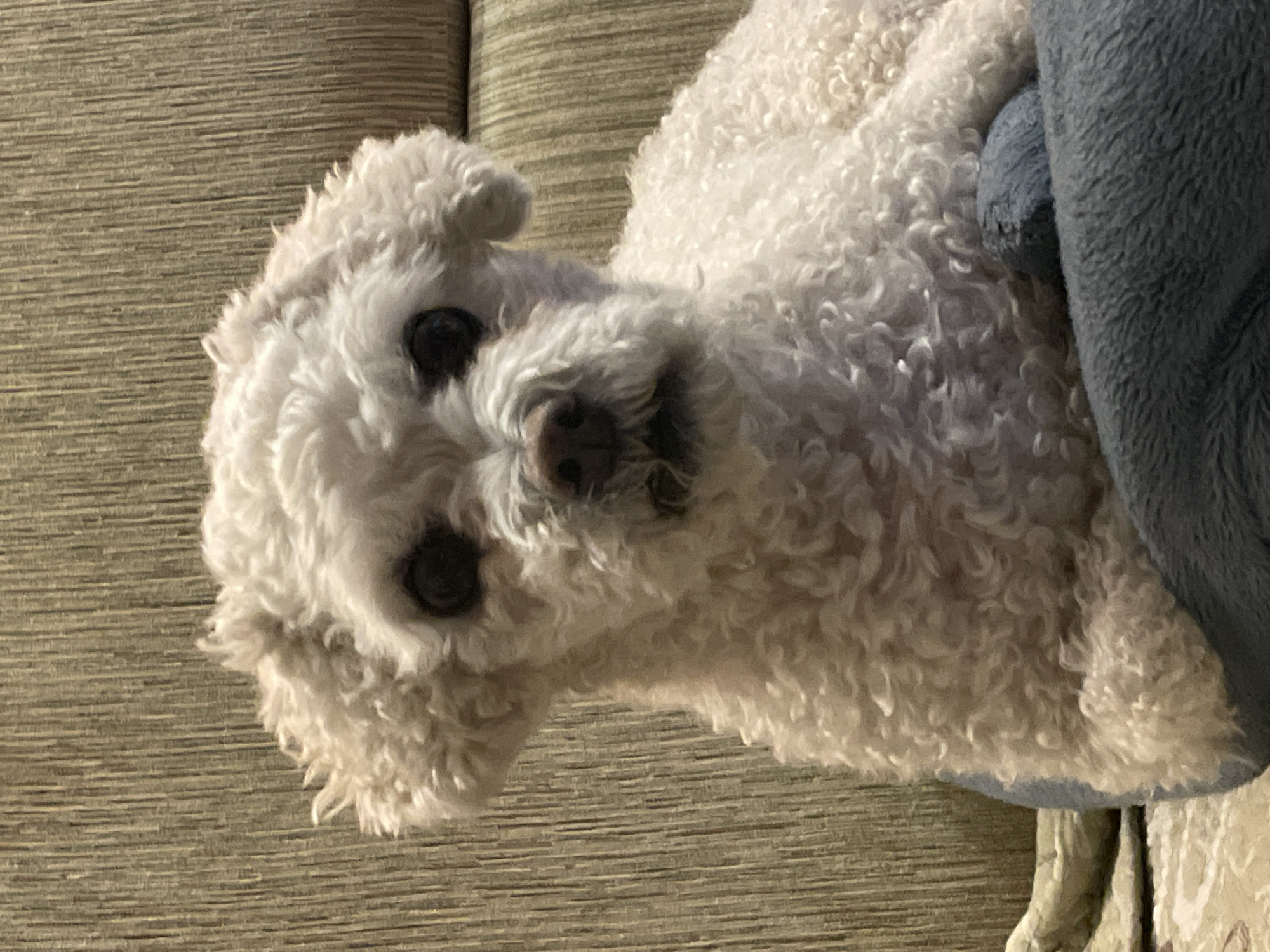 A white, curly-haired dog is lying on a beige sofa with horizontal stripes. The dog is partially covered by a blue blanket. The dog is looking directly at the camera with its head tilted to the left. The location is indeterminate and there is no evidence to suggest that it is in Yekaterinburg, Russia.
