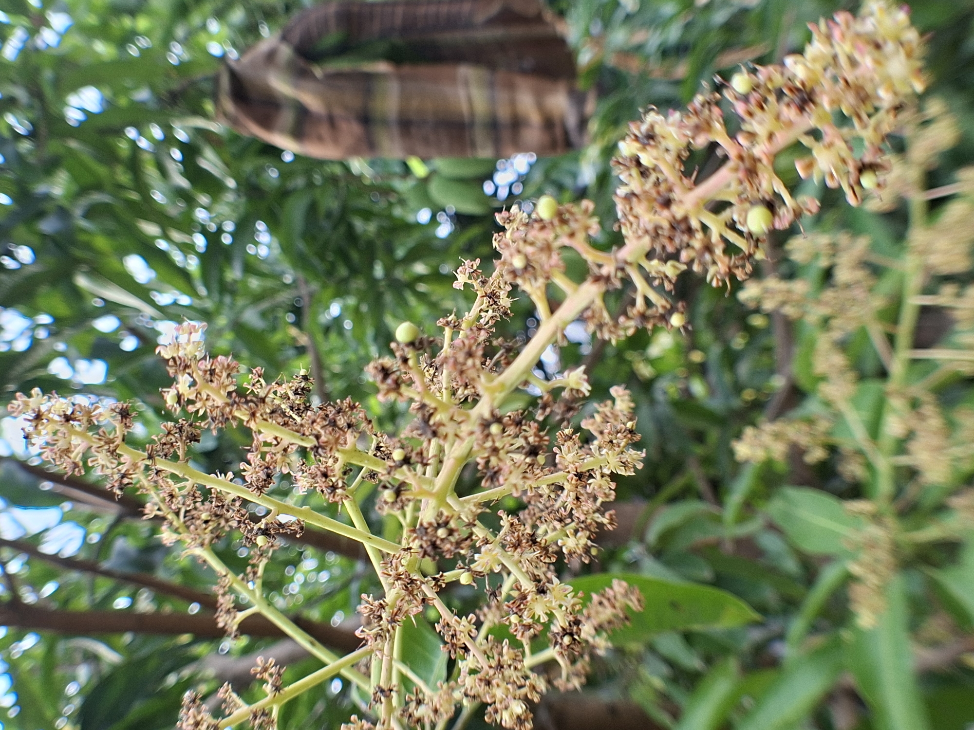 Close-up shot, looking up at a mango tree in Pie, Indonesia. The dominant feature is a branched inflorescence bearing small, brown flowers and tiny green fruit. The branches of the inflorescence are green-yellow. The background consists of out-of-focus green leaves and branches, with patches of bright blue sky. There is also a tan and brown object above the main inflorescence branch, but it is out of focus and indistinct. The overall lighting is bright, natural daylight.