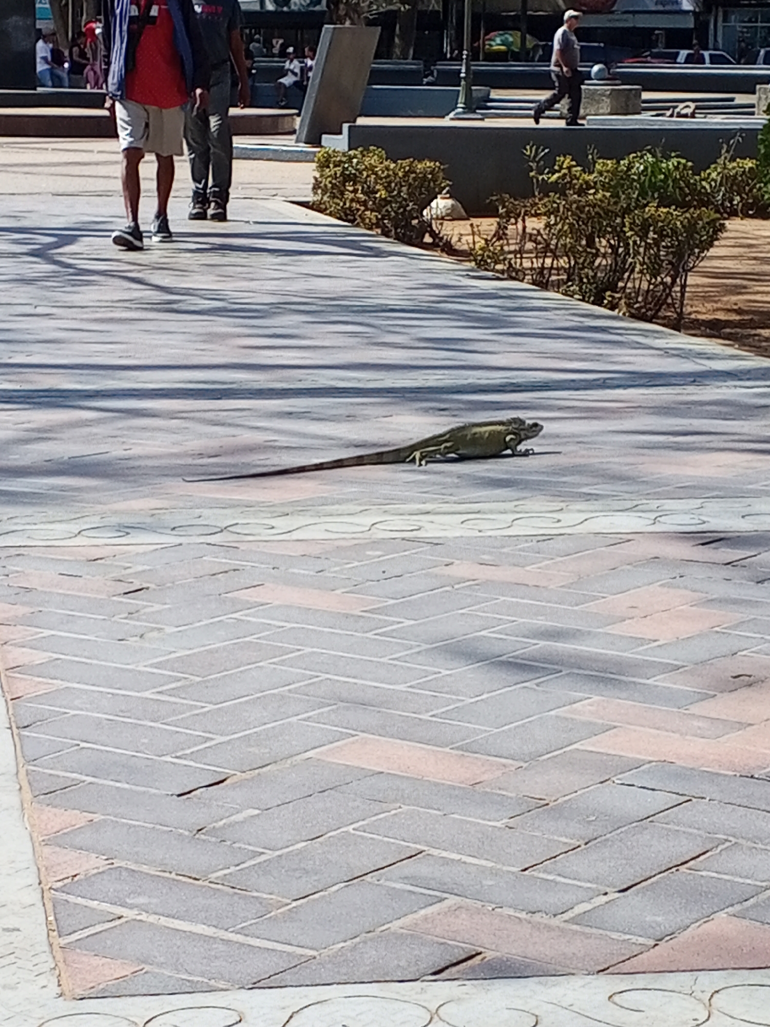 The image shows a paved public square in an urban location. In the middle ground, a large lizard, possibly an iguana, lies on the paving stones. In the background, there are people walking, including a couple and a lone man. There are also trees and planters in the background. There are also cars visible in the background.