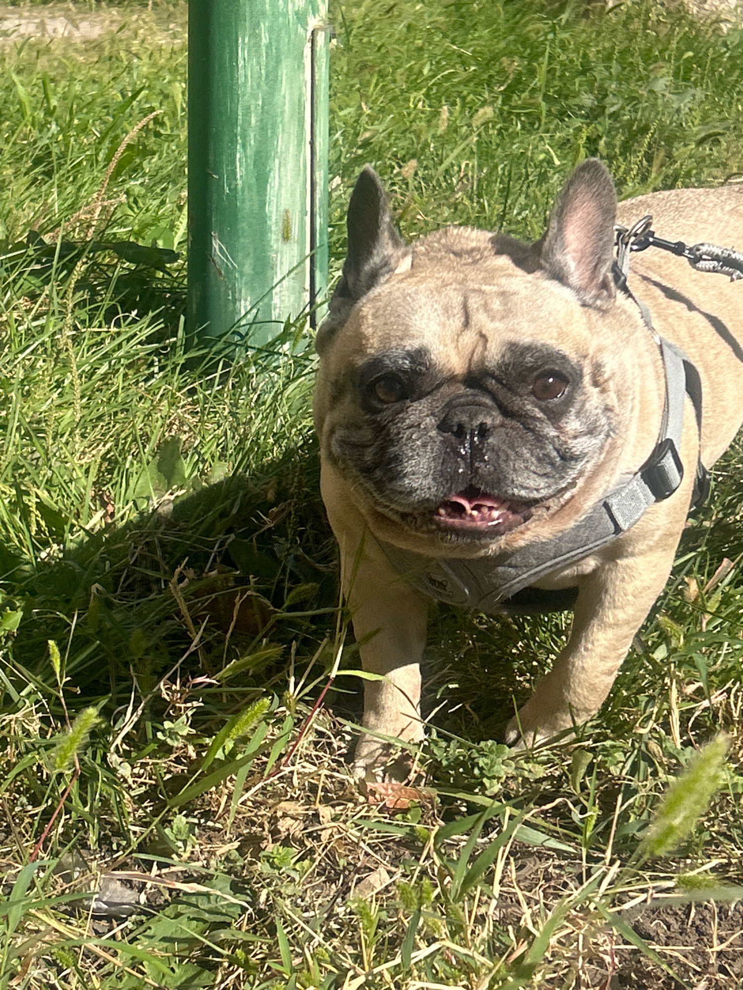 A fawn-colored French Bulldog stands in a grassy area next to a green, weathered pole. The dog is wearing a grey harness and is looking directly at the camera with its mouth slightly open, revealing its tongue. The dog's fur is short and its face is wrinkled, with dark eyes and ears. The grass is green and varies in height, with some dry blades mixed in. Sunlight casts shadows on the ground. The scene appears to be outdoors, possibly in a park or yard. There is no indication of the specific location within Almaty, Kazakhstan.