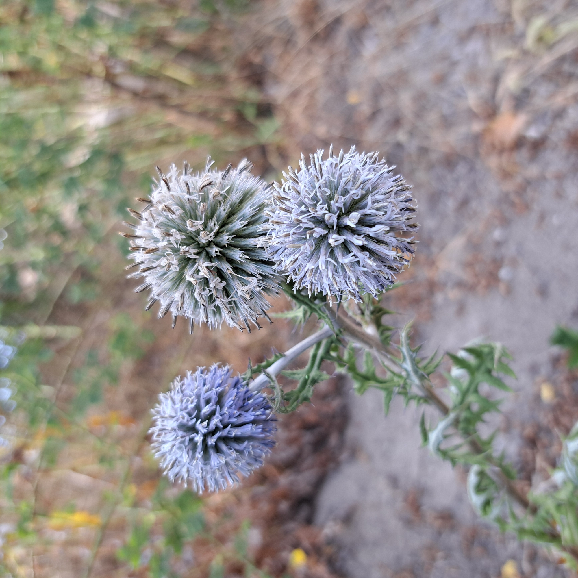 In an outdoor environment with dry, sandy soil and blurred vegetation in the background, three spherical, thistle-like flowers are the primary subjects. One flower on the left is a soft lavender color, while the other two in the center and right are a pale, silvery-white with some brown tips on the petals. These two silvery-white flowers appear to be more mature or have a different coloration. The plants have green, spiky leaves and stems visible. The lighting suggests it is daytime, possibly overcast or late afternoon, given the soft, diffused light. There are no people or animals present in the image.