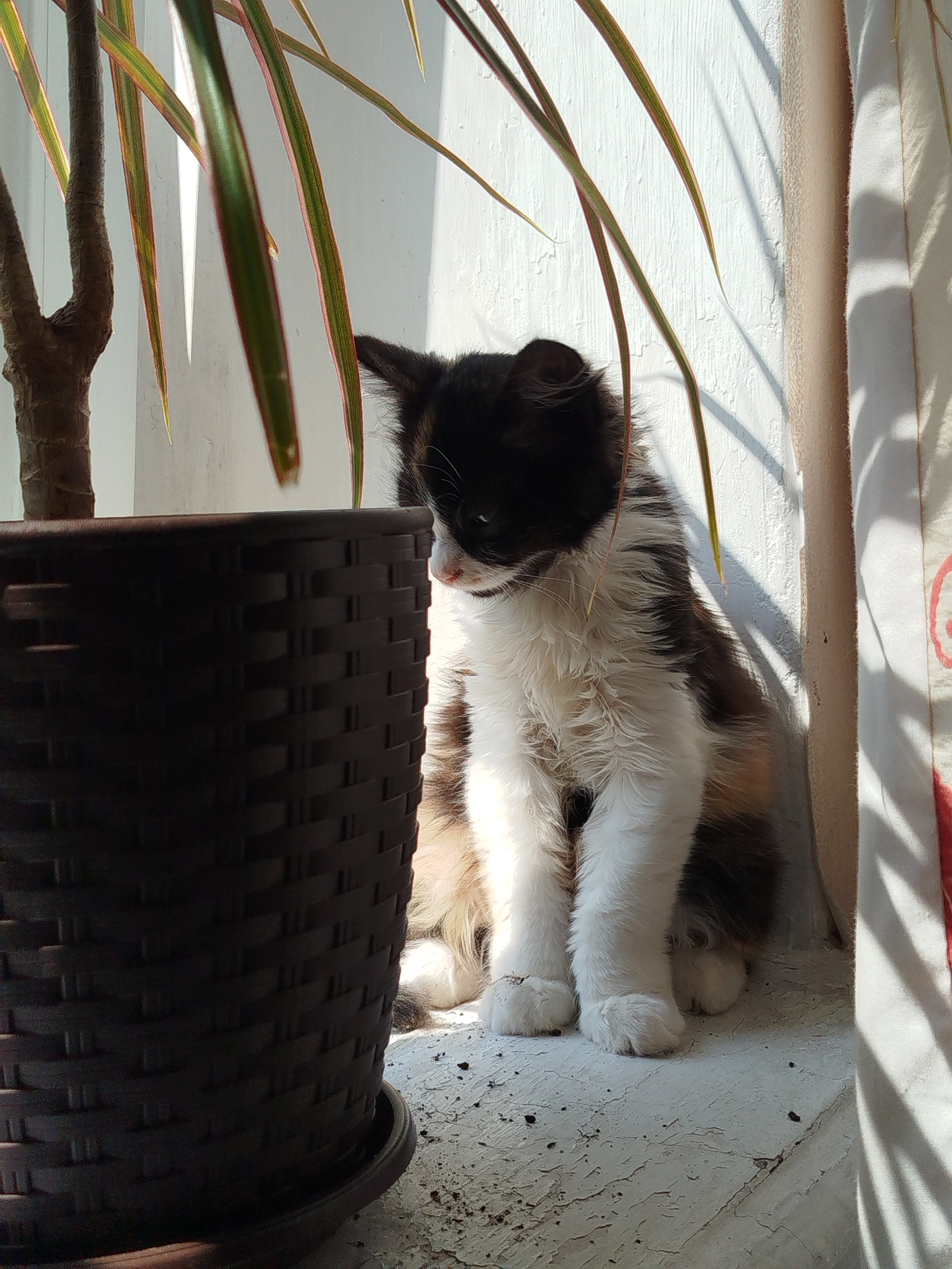 A calico kitten sits on a white, textured surface, next to a large, dark brown, woven planter. Sunlight casts shadows from the leaves of the plant and from a curtain onto the wall behind the kitten. The kitten is facing downwards and to the right, with its head tilted. Its fur is a mix of black, white, and orange. The planter is to the left of the kitten and takes up a significant portion of the foreground. The scene is indoors, likely on a windowsill. No specific location within Vinnytsia, Ukraine is discernible from the image.