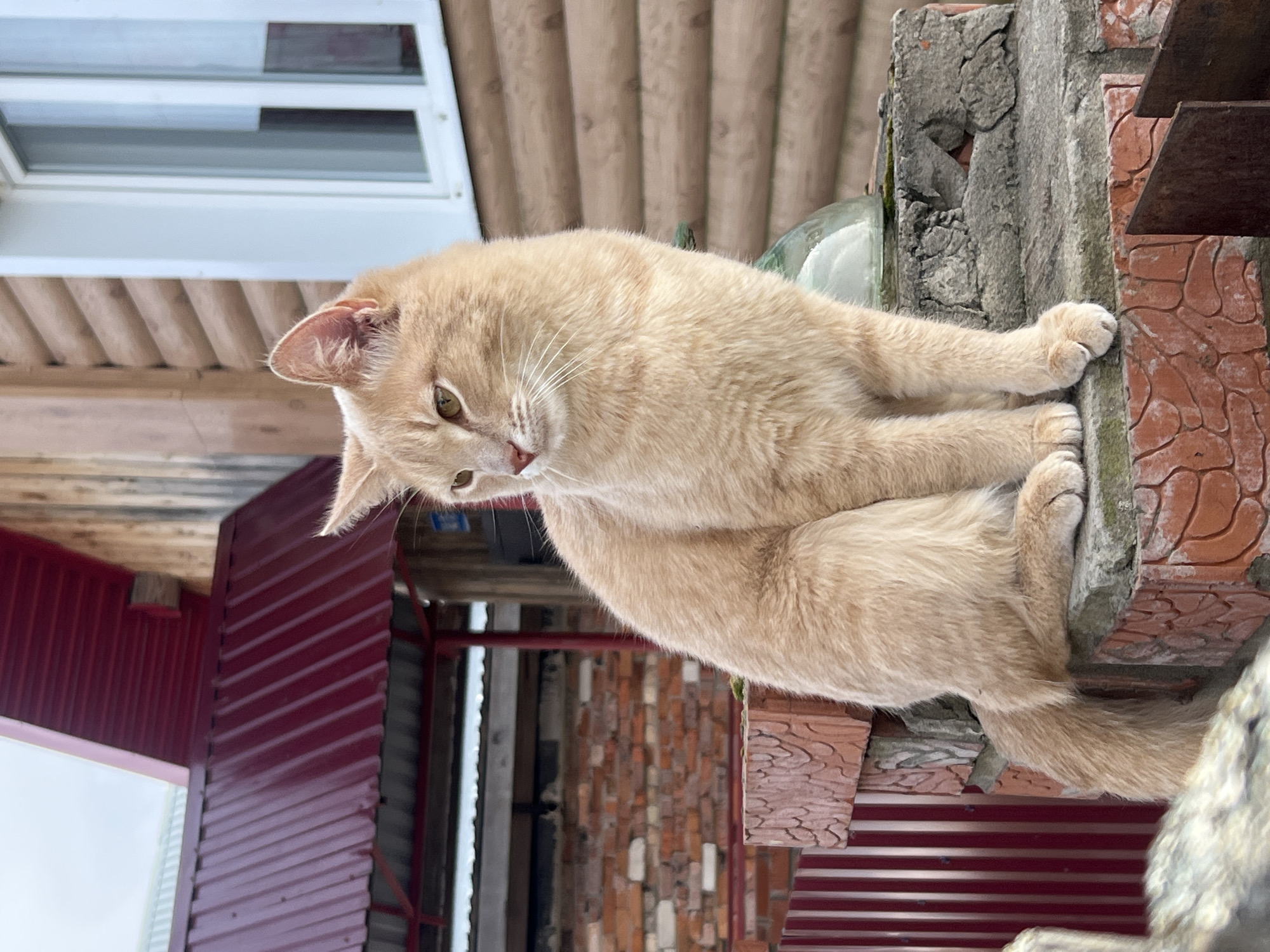 A light orange, cream-colored cat with striking green eyes and white whiskers is captured in a close-up, slightly rotated portrait. The cat is lying down, appearing to rest on a weathered, rough-textured concrete or stone surface. Its front paws are gently gripping the edge of this surface, which transitions into a section of reddish-brown, textured brick-like material on the right. The cat's gaze is directed slightly downwards and to its left, conveying a calm yet curious expression.
In the background, a residential or utility building structure is visible. Above the cat, wooden planks or siding can be seen. To the left and below the cat, a dark red or maroon corrugated metal siding forms part of a wall. A white-framed window is partially visible in the upper left corner. Near the cat's back, a clear glass object, possibly a bottle, is present. Further back, out of focus, are elements of a brick wall and metallic supports, contributing to a rustic or industrial outdoor setting. The natural lighting suggests it is daytime, with soft, diffused light illuminating the scene. No text is visible in the image.