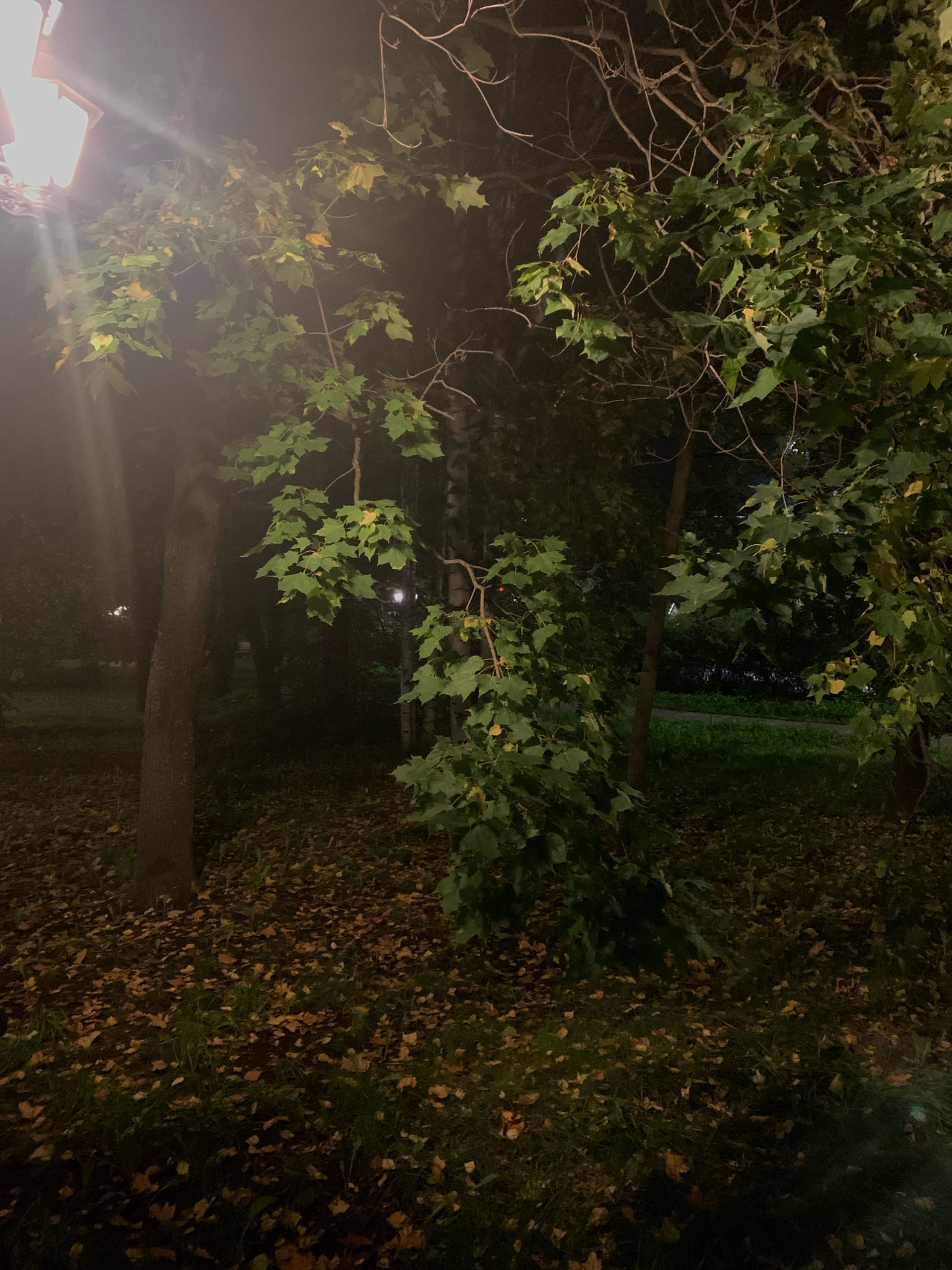 The image depicts an outdoor scene at night, likely in a park or wooded area, illuminated by a streetlamp. The foreground is covered with fallen autumn leaves and grass. Several trees are visible, with green and yellowing leaves on their branches. In the background, there are more trees and the faint glow of distant lights, suggesting an urban setting. The overall atmosphere is dark and somewhat hazy, possibly due to fog or the diffusion of light from the streetlamp. The provided crops do not contain any specific landmarks or information that would definitively place this scene in Arkhangelsk, Russia. However, based on the presence of deciduous trees and the typical autumnal appearance, it is plausible for such a scene to occur in Arkhangelsk during the fall season. There are no people, animals, or discernible human activities in the image.
