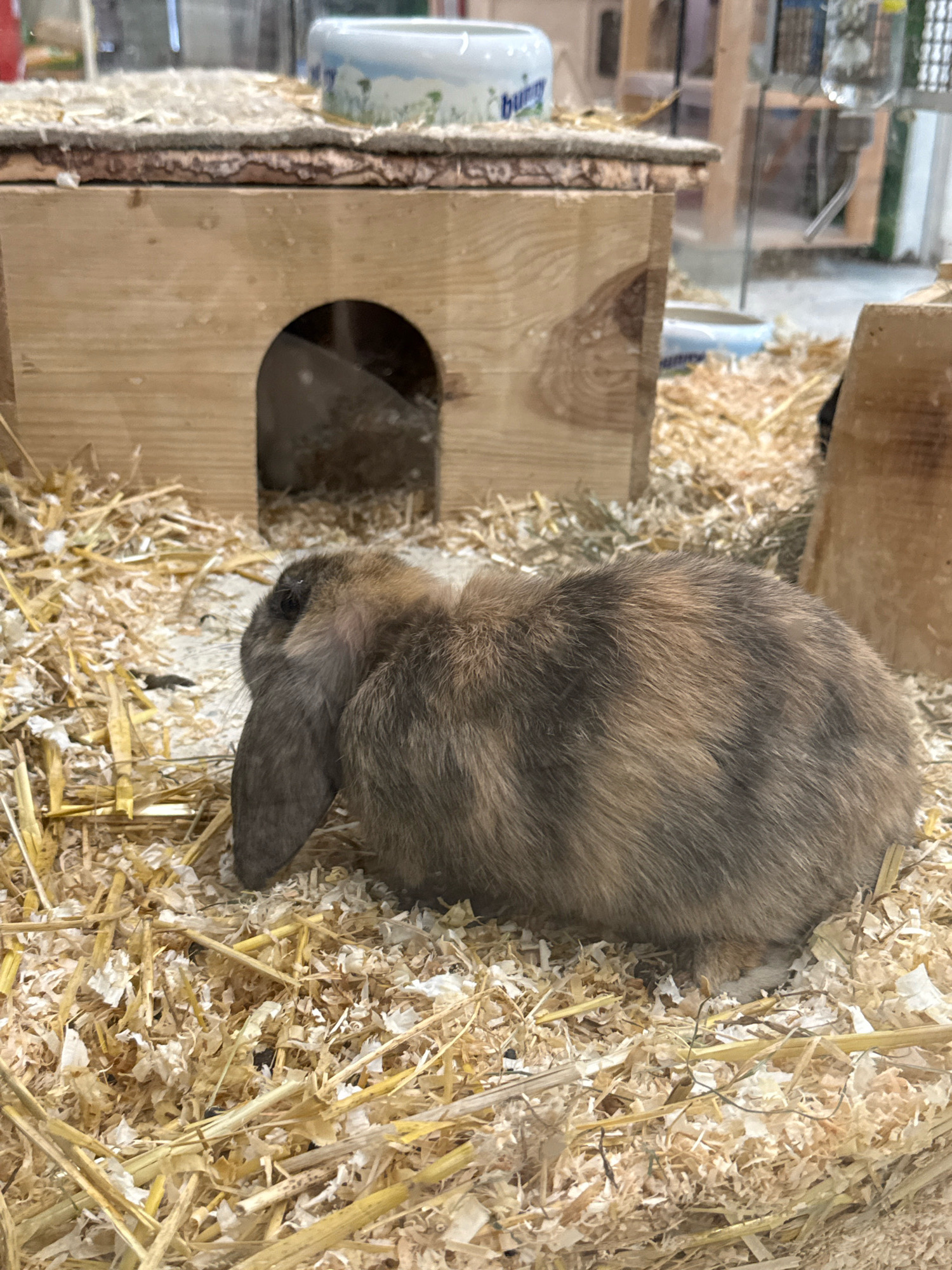 A domestic rabbit with lop ears and brown and grey fur sits on a bed of straw and wood shavings inside a wooden hutch. The hutch has an arched opening. In the background, a white ceramic bowl with a blue rim and a green plant design is visible. The scene is indoors, likely in a pet store or shelter. The exact location in Osterode am Harz, Germany cannot be determined from the image.