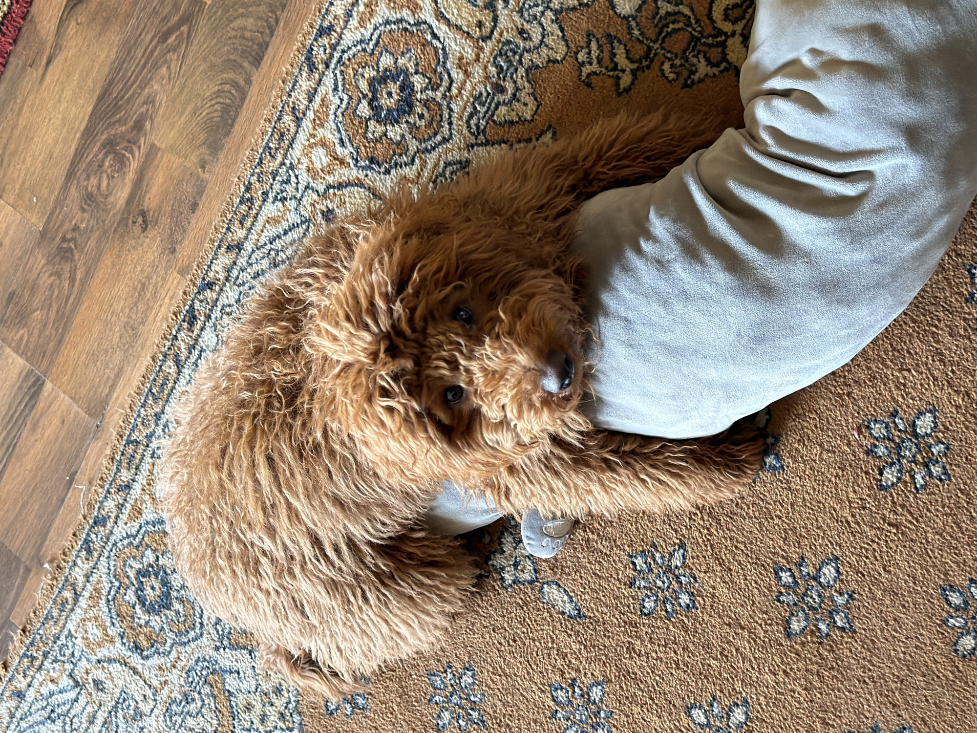 An overhead shot captures a light brown, curly-haired dog, likely a Goldendoodle or Labradoodle, lying comfortably on a patterned rug and snuggled against a person's leg or a large, light-colored pillow. The dog's face is turned upwards, and its dark eyes look directly at the viewer, giving an attentive and calm expression. Its shaggy fur is a warm, reddish-brown hue.
The visible part of the person is a leg, covered in soft, light gray or beige fabric, possibly sweatpants or a blanket, which appears slightly bent. The dog's front paws are near this fabric-covered leg/pillow.
The setting is indoors, featuring a mix of flooring. A section of dark brown wooden floorboards with visible grain is seen on the left, meeting a decorative rug. The rug dominates the lower and right parts of the frame, displaying an intricate, traditional pattern with shades of tan, dark brown, and blue-gray floral or geometric motifs. The overall scene suggests a relaxed moment in a home. No text is visible in the image. The photo was taken in Yerevan, Armenia.
