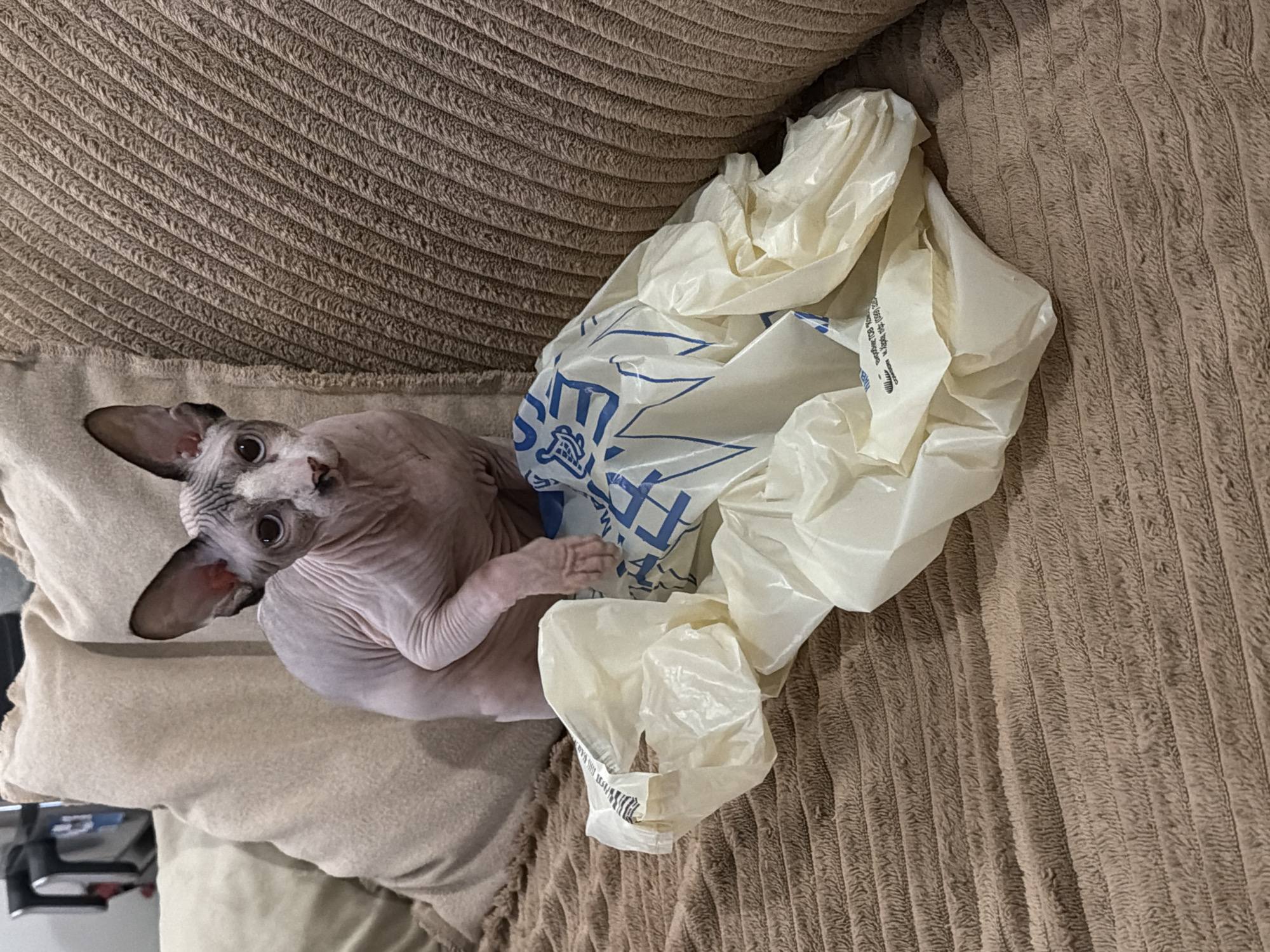 A hairless Sphynx cat with grey and white fur is sitting on a brown, textured couch next to a crumpled plastic shopping bag. The cat is looking directly at the camera with its ears perked up and one paw resting on the bag. The background consists of beige pillows. The scene is indoors, likely in a residential setting.