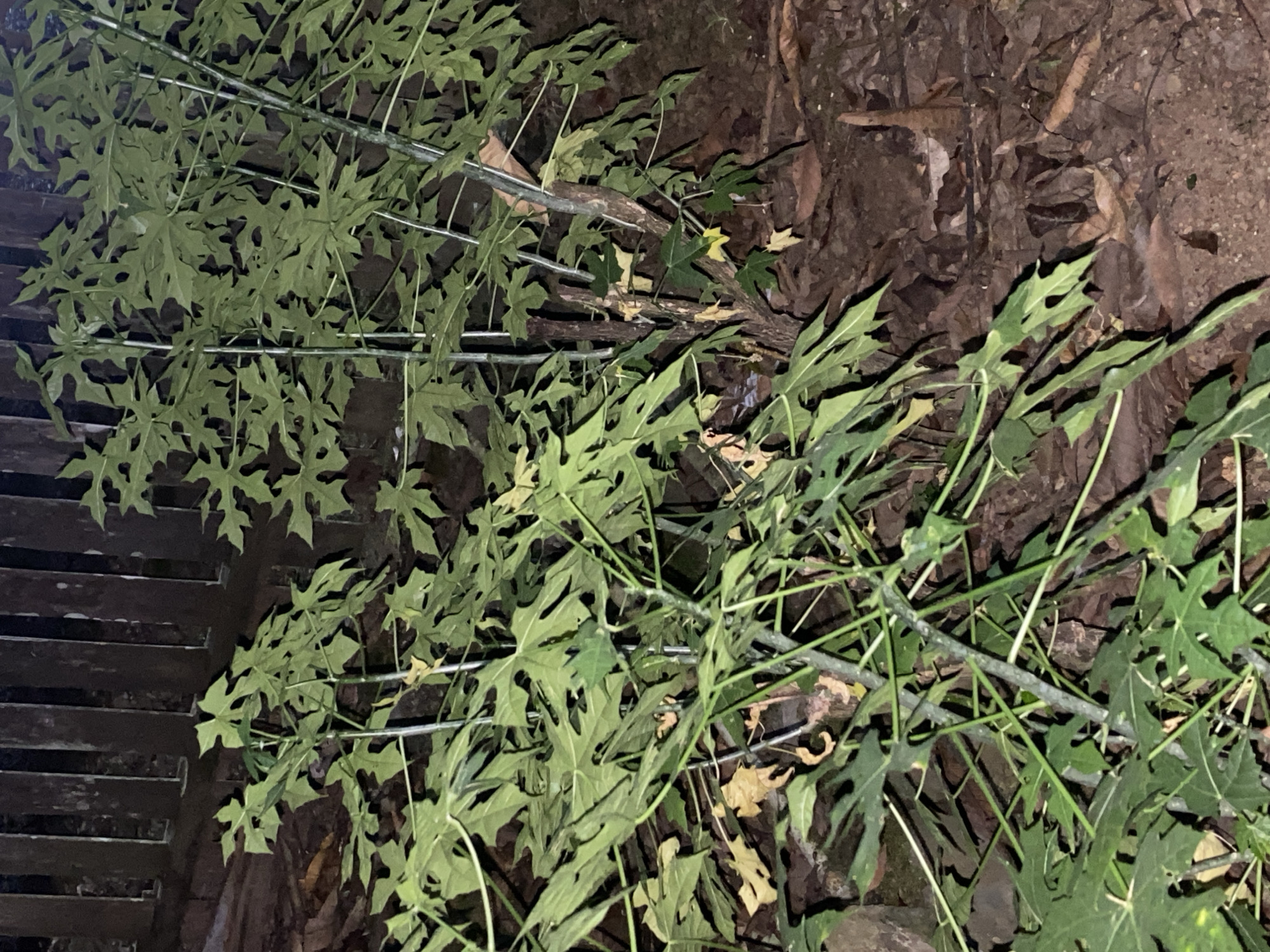 The image shows a plant with large, lobed green leaves and thin stems, possibly a papaya plant, growing in an outdoor setting. The plant is supported by what appear to be metal stakes. The background consists of a wooden fence made of vertical planks and a ground covered with dry leaves and dirt. The lighting suggests it is nighttime or a dimly lit area. The scene is consistent with a garden or yard within the city of Banjarbaru, Indonesia. There are no people visible in the image.
