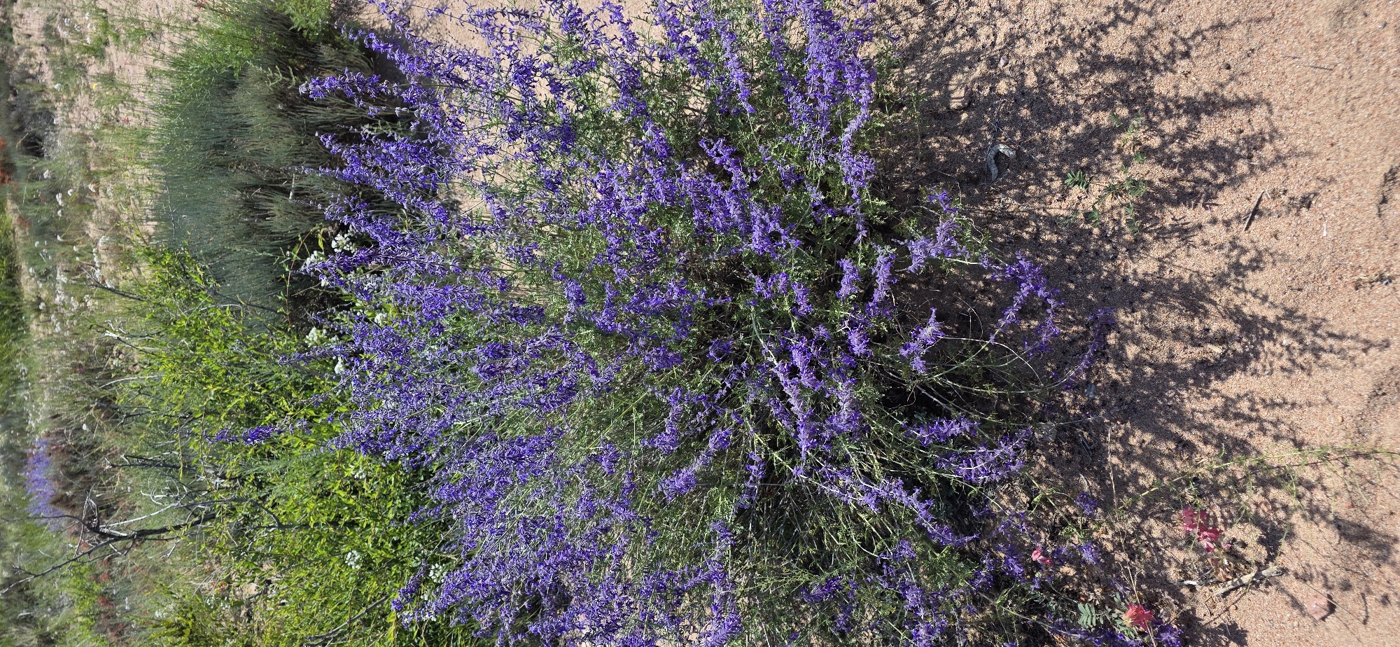 A large, bushy plant with abundant small purple flowers and green foliage is centered in the frame. The plant is situated on sandy ground with sparse, dry vegetation. The shadows of the plant are cast onto the sand. In the background, there are other plants, some green and bushy, and others appearing more sparse and dry. The environment suggests an arid or semi-arid landscape. The image was taken in the city of Tosor, Kyrgyzstan. There are no people or animals visible in the image.