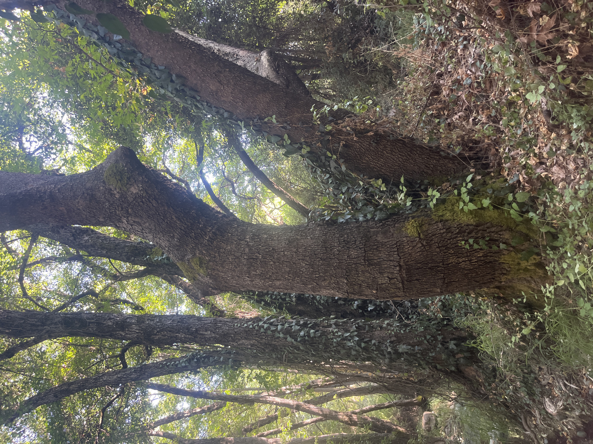 The image depicts a dense forest scene in Pano Platres, Cyprus, characterized by several large, mature trees heavily covered in ivy. The lighting suggests it is daytime, with sunlight filtering through the leafy canopy, creating dappled light and shadow effects on the forest floor and tree trunks.
In the foreground, the most prominent feature is a thick, gnarled tree trunk with rough, textured bark, partially entwined with ivy vines. To its left, another similarly large tree trunk is visible, also draped with ivy. Behind these, several more trees stand, their forms less distinct due to the foliage and distance. The ground is covered with fallen leaves, dry branches, and patches of green undergrowth, including small plants and grass.
The overall impression is one of a wild, overgrown, and somewhat untamed natural environment, typical of a forest setting. There are no people or animals visible in the frame. The scene is static and appears to be a still photograph of the natural landscape.