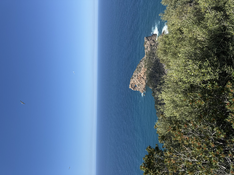 The image displays an elevated coastal landscape in Deià, Spain, under a clear, bright blue sky. The sky occupies the upper two-fifths of the frame, containing three white birds in flight: one centered near the top, one to the mid-left, and one to the upper right near the horizon line. The middle section of the image features the deep blue Mediterranean Sea, appearing calm and extending to a clear horizon. In the lower right quadrant, a prominent, light brown rocky peninsula protrudes into the sea, characterized by a distinct natural arch or circular opening through its upper portion. White foamy waves are visible breaking against the base of this rock formation. The foreground and the land connecting to the peninsula are densely covered in vibrant green and olive-toned foliage, consisting of shrubs and trees, with some reddish-brown accents visible within the leaves on the left side. No human figures or man-made structures are present within the scene.