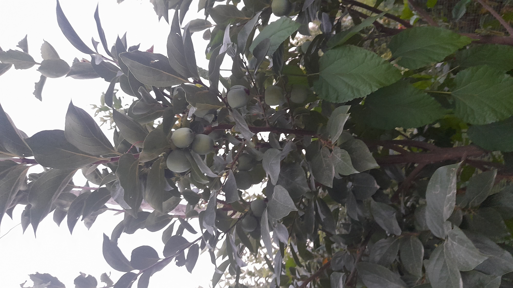 The image shows a close-up view of a tree with numerous green fruits and large dark green leaves. The fruits are round and appear to be unripe, hanging in clusters from the branches. The leaves are broad and oval-shaped with serrated edges. The branches of the tree are brown and woody. The background is a bright, overcast sky. The scene suggests an outdoor setting, likely a garden or orchard, possibly in Osh City, Kyrgyzstan, given the context of the prompt.