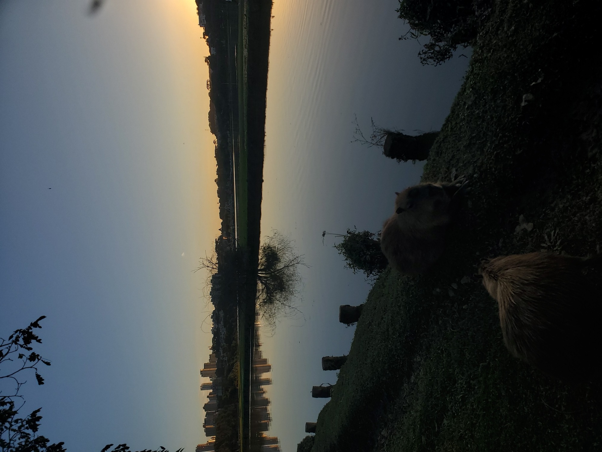 This photograph captures a serene twilight scene at the Parque Barigui in Curitiba, Brazil, a popular urban park known for its lake and green spaces. The image features two capybaras relaxing on the grassy bank of a calm lake, their fur illuminated by the fading sunlight. The city skyline, with its distinctive buildings, is visible in the distance across the water, its reflection shimmering on the lake's surface. A leafless tree stands out in the middle ground, its silhouette stark against the dusky sky. The overall atmosphere is peaceful, highlighting the coexistence of urban life and nature within the city.