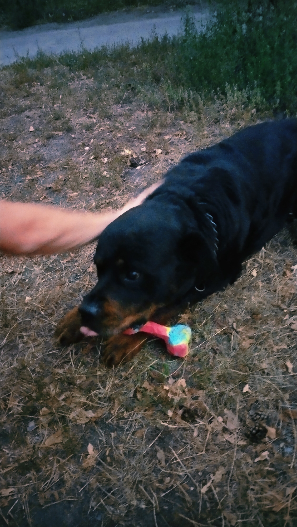 In the city of Horishni Plavni, Ukraine, a Rottweiler dog is lying on a patch of dry grass and leaves, its head turned towards the viewer. A human hand is gently resting on the dog's back. The dog's tongue is extended, licking a colorful, bone-shaped chew toy. The background consists of more dry grass, fallen leaves, and a blurred green area that could be vegetation or a lawn. A paved surface or path is visible in the upper left corner. The overall impression is of a relaxed outdoor setting, possibly a park or a backyard.
