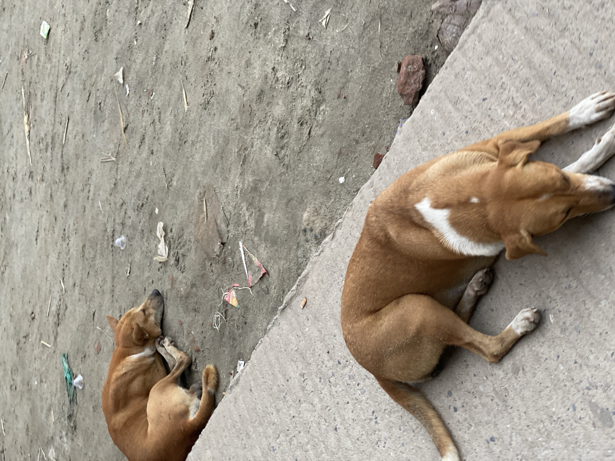 Two brown dogs are lying down on a dirt and concrete surface. The dog in the foreground is on the right side of the frame, lying on concrete with its head resting on its paws. It has a white patch on its chest. The second dog is in the background, on the left side of the frame, lying on dirt. It is a solid brown color. The ground is littered with various small pieces of debris, including plastic, paper, and twigs. In the background, there is a slight elevation change where the dirt meets a paved area. The scene appears to be outdoors in an urban environment, possibly a street or alleyway, in Dhaka, Bangladesh.