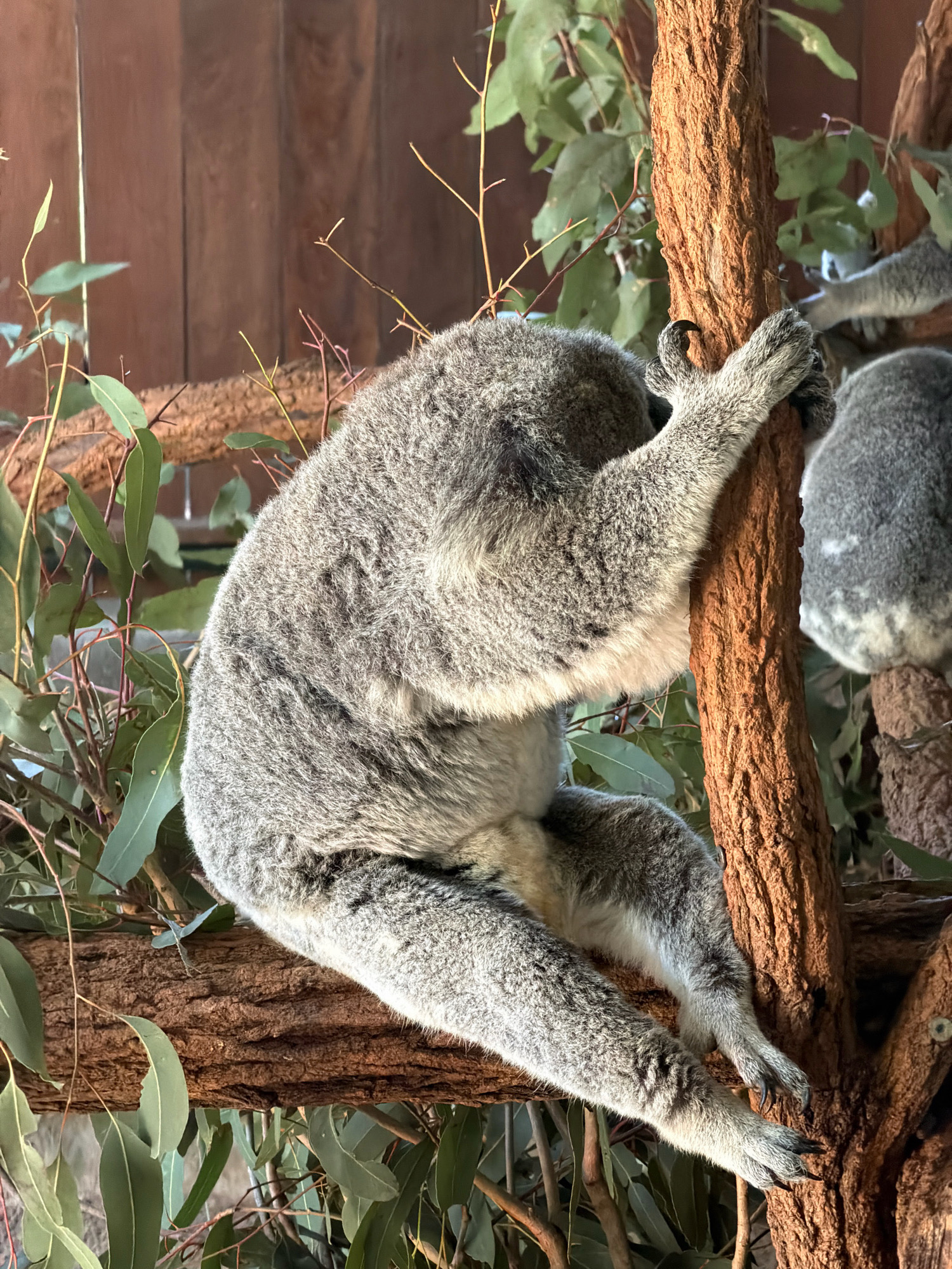 The image captures a koala clinging to a thick, textured tree trunk in Beerwah, Australia. The koala's dense, grey fur is visible as it leans forward, its head obscured by its body. Its arms are wrapped around the tree for support, with sharp claws visible on its outstretched paws. Eucalyptus leaves and branches surround the koala, creating a natural habitat setting. Another koala is partially visible in the background, suggesting a shared environment. The background features wooden panelling, possibly part of an enclosure at a wildlife sanctuary or zoo. The lighting suggests it is daytime, casting soft shadows on the koala and its surroundings.