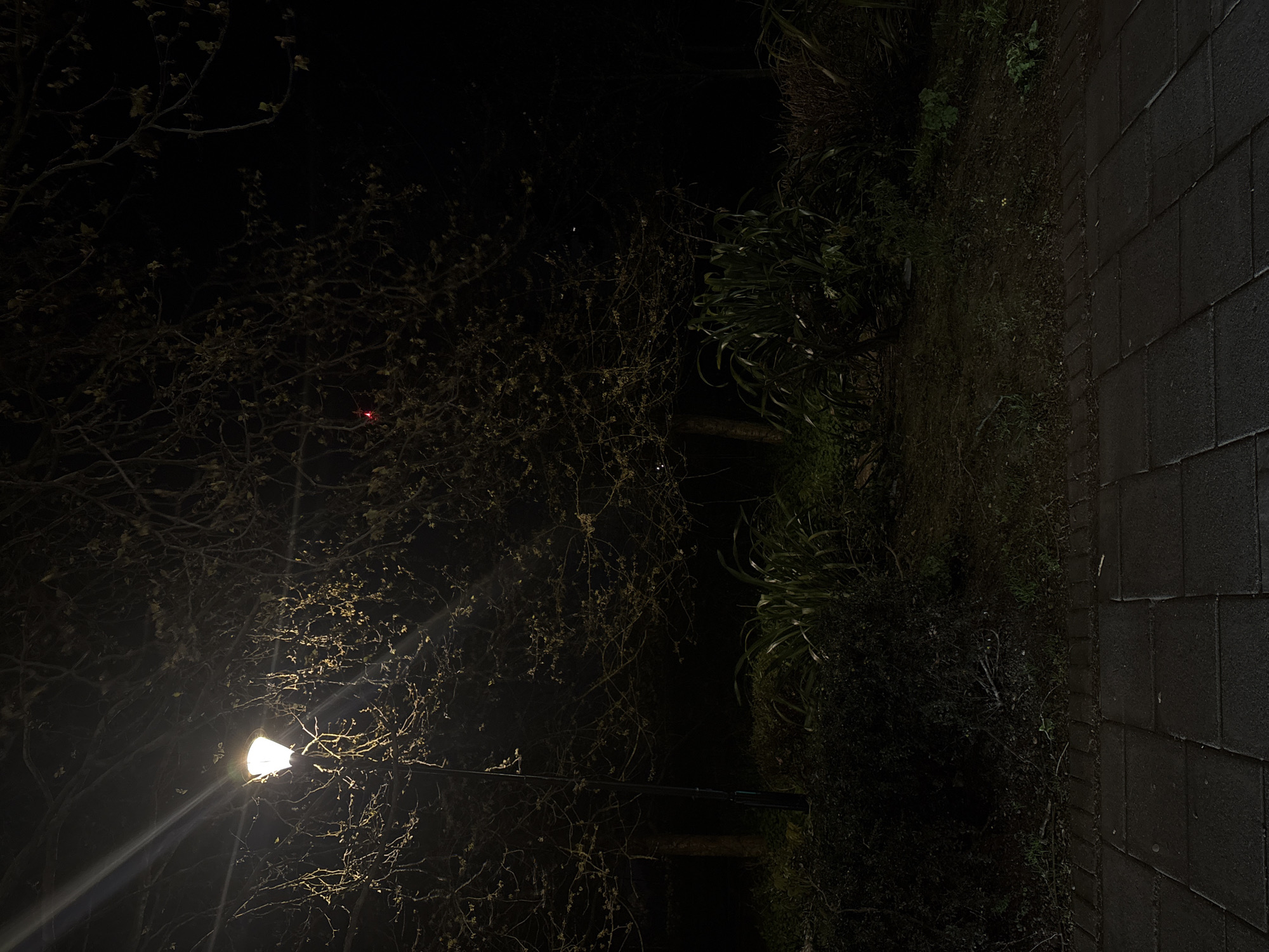 The image shows a night scene, likely in an urban or suburban environment. A dimly lit streetlamp illuminates a tree with bare branches in the lower left portion of the frame. A paved walkway or street runs along the right edge of the image, bordered by thick, dark foliage. No people or animals are visible. The overall impression is one of quiet, dark stillness. No specific indications pinpoint the location to London, United Kingdom.