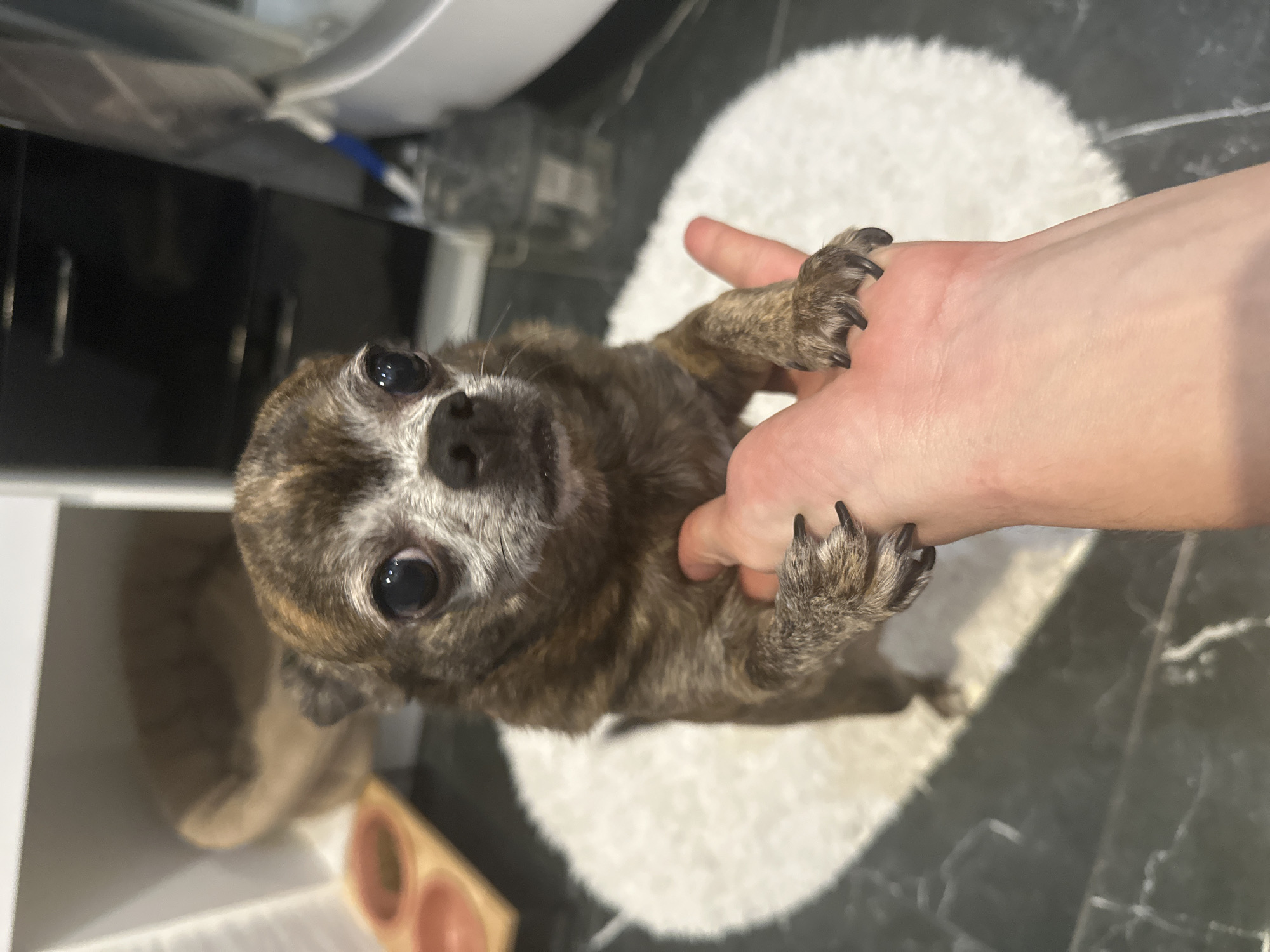 A brown brindle dog with large eyes is held upside down by a human hand. The dog is on a white circular rug. The floor is dark and reflective. There is a white cabinet above the dog. The scene appears to be indoors. It is not possible to determine the location as the city of Мирный, Russia from the image.