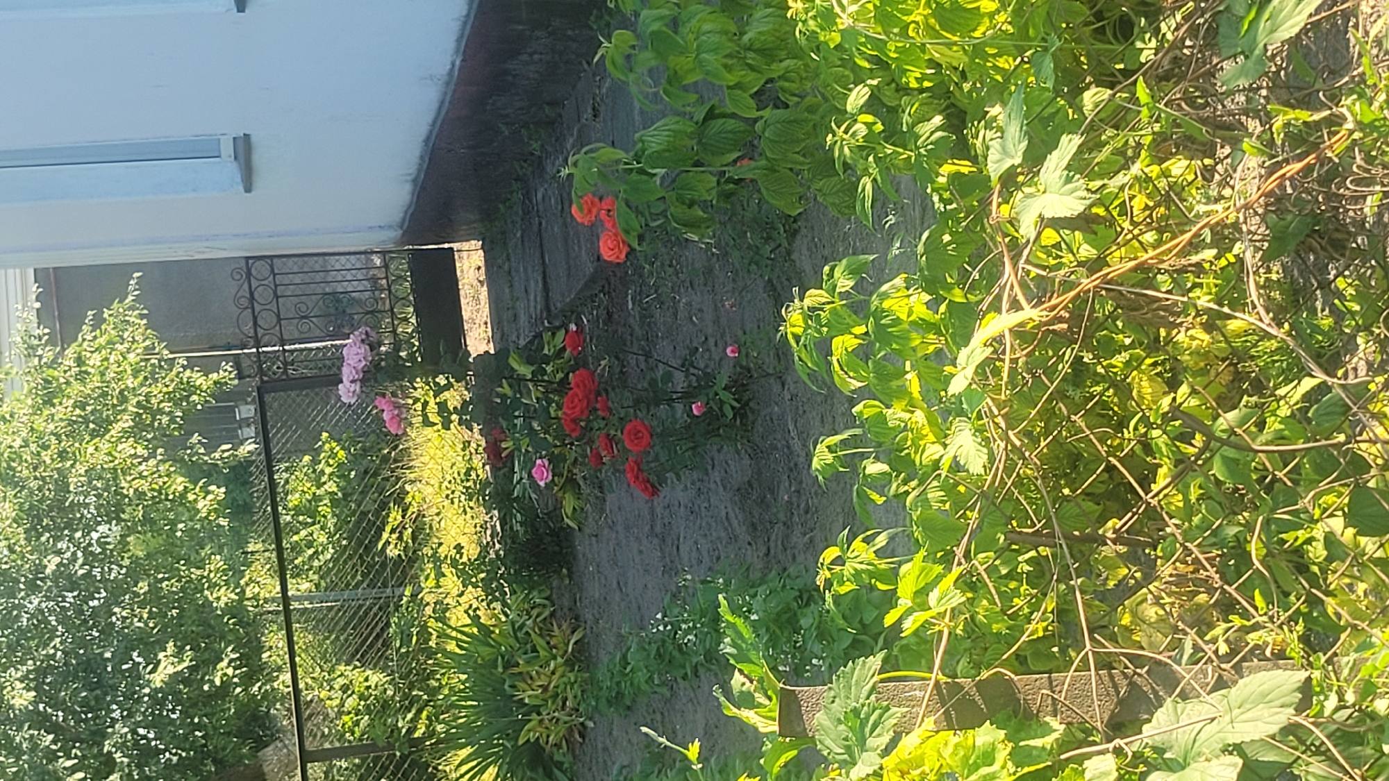 A garden is depicted with a variety of plants, including rose bushes with red and pink blooms, and leafy green plants. In the background, a white building with a window and a dark trim is visible. A metal fence separates the garden from an area with trees. A black metal gate is also present. The ground in the garden appears to be made of soil. The image captures an outdoor scene in what appears to be a residential area.