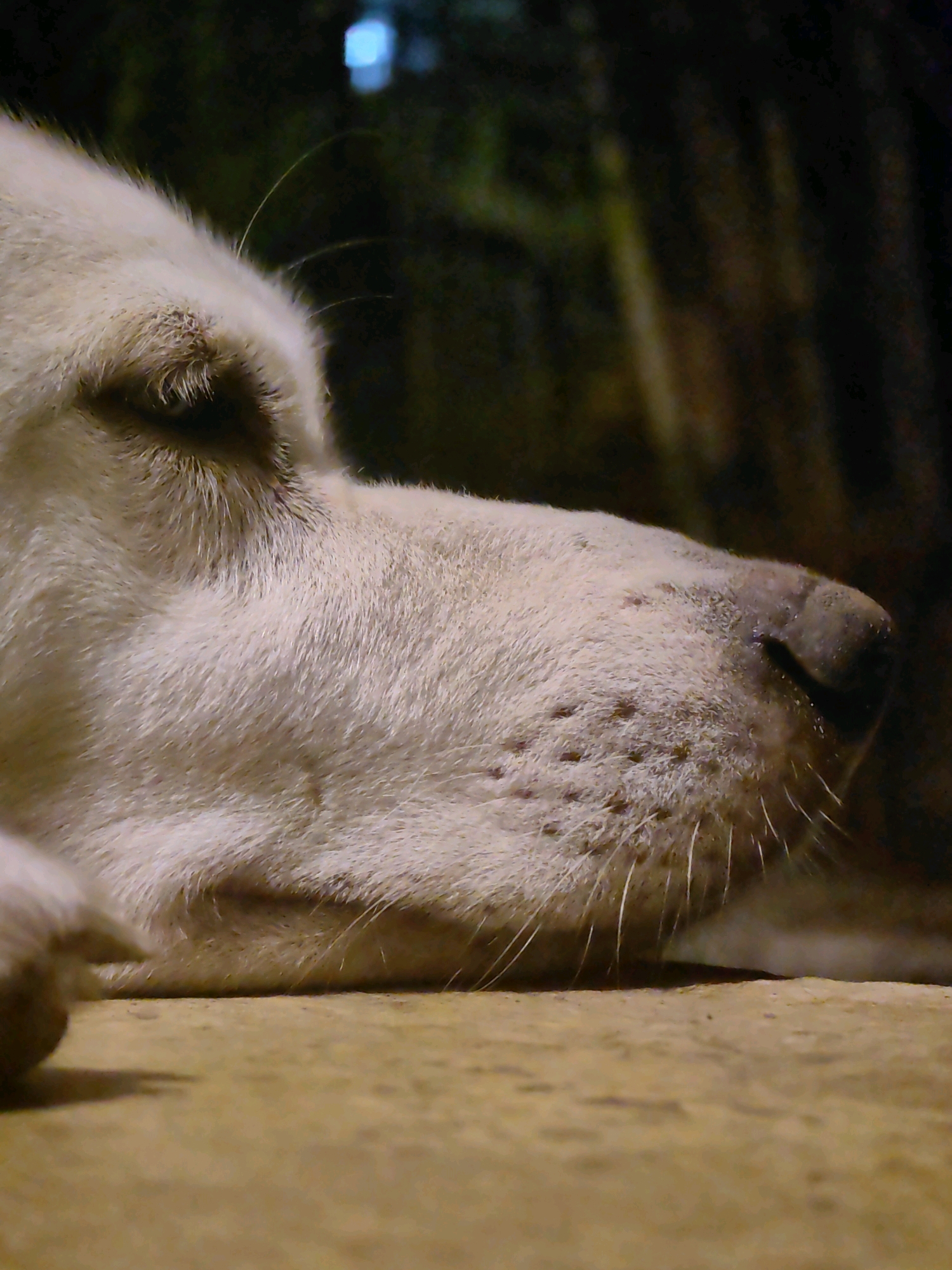 The image is a close-up, low-angle shot of a white dog's face, lying down on a textured, sandy-colored surface. The dog's eye is closed, and its fur is light-colored and slightly tousled. The dog's nose is visible, with dark pores and white whiskers. The background is dark and out of focus, with hints of green and blue light, suggesting an outdoor or dimly lit environment, possibly at night. There is no discernible indication of the city of Mumbai, India.