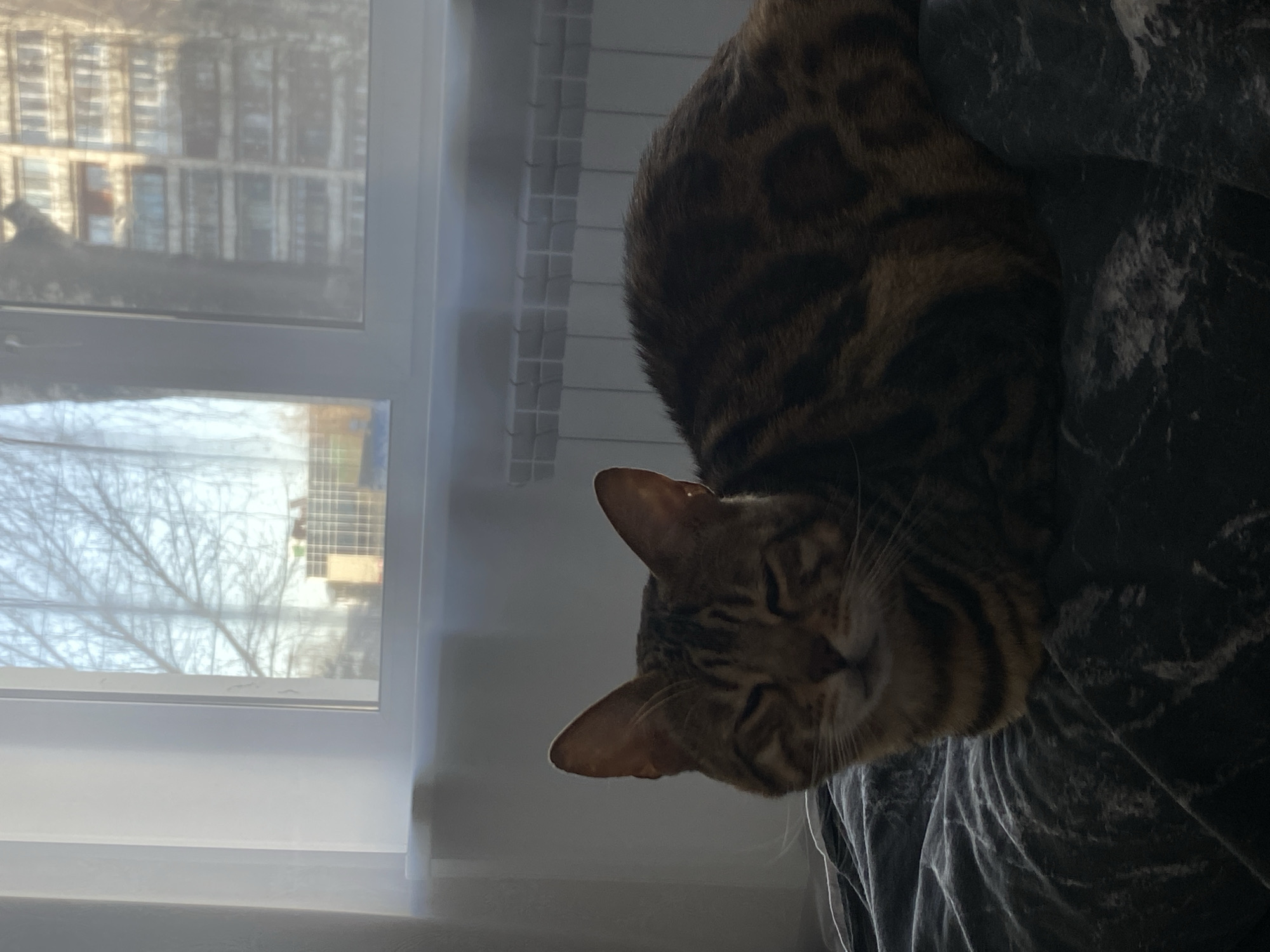 A Bengal cat rests on a gray, marble-patterned fabric, with its head hanging down. A window is to the left of the cat, showing the reflection of a building and bare trees outside. The image was taken in Chaikovsky, Russia.