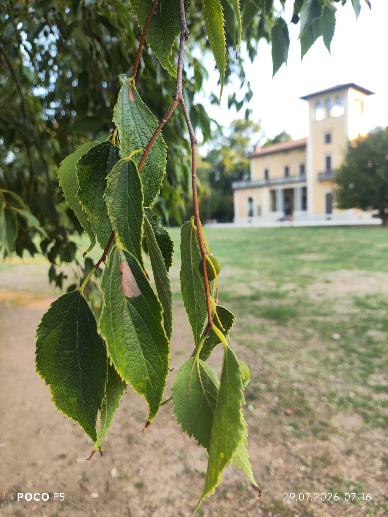The image captures a close-up view of green leaves on a branch, set against a blurred background of a large, pale yellow building with a tower, and a green lawn. The building appears to be a historical structure, possibly a villa or a museum, with multiple windows and arched doorways visible. The leaves in the foreground are detailed, showing their veins and serrated edges. Some of the leaves have a light brown discoloration. In the bottom left corner of the image, the text "POCO F5" is visible, indicating the phone used to take the photo. In the bottom right corner, the date and time "29.07.2026 07:16" are displayed, suggesting a future date. The overall impression is one of a serene, daytime scene in a park or garden setting within a city, likely within the grounds of a historic building in Collecchio, Italy.