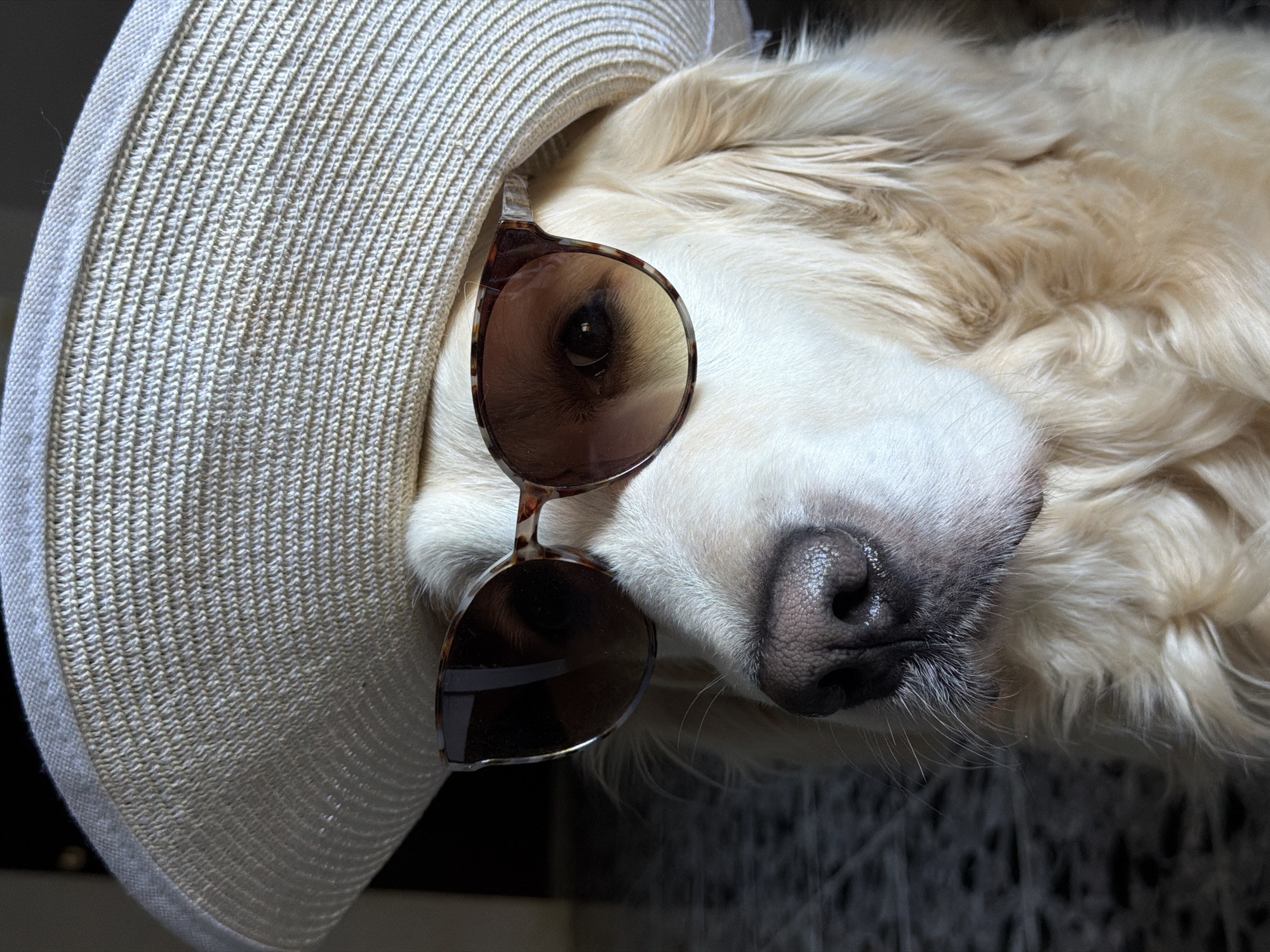 A close-up, canted, medium shot shows a golden retriever lying down. The dog wears a wide-brimmed, woven, light-colored sun hat and oversized, round, tortoise-shell sunglasses. The hat shades the dog’s forehead, while the sunglasses sit on its nose. The dog’s fur is cream-colored. Its black nose is front and center. A dark, out-of-focus, patterned surface is visible in the lower right of the frame. The image appears to be taken indoors. No location in Tbilisi, Georgia is evident.