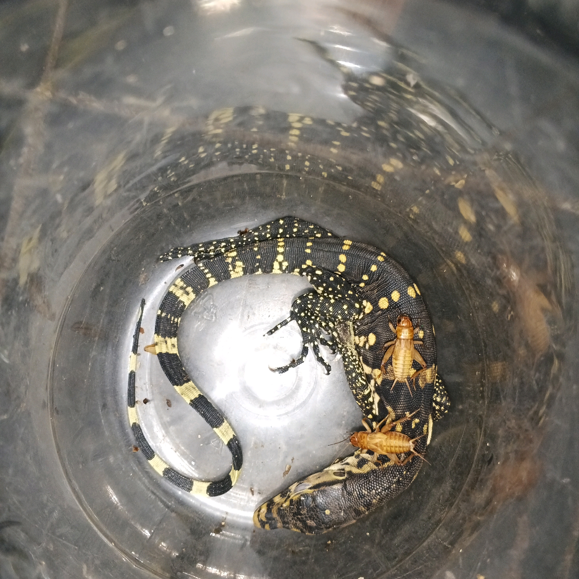 A black and yellow patterned monitor lizard is coiled inside a dark grey, circular plastic container. Several small, light brown crickets are positioned on the lizard's body, with two crickets clearly visible on its back and head. The container appears to be a simple, functional enclosure, possibly for feeding or temporary housing, with a slightly reflective surface. The overall environment is dimly lit, with some light reflecting off the plastic, creating soft highlights and shadows. The specific location within Mewek, Indonesia, is not discernible from the image itself.