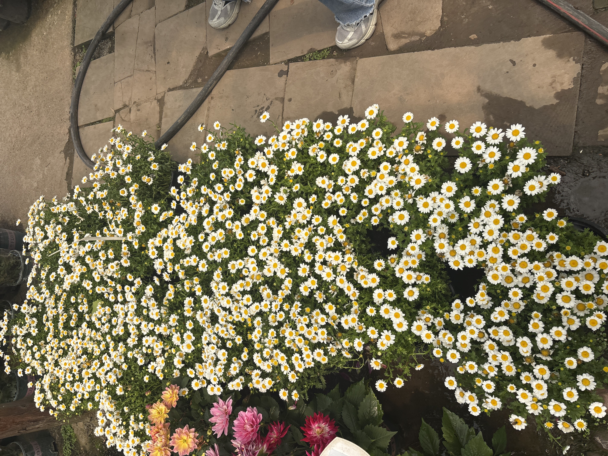 The scene is a garden area, potentially in Yongchuan, China. The image shows a collection of daisies with white petals and yellow centers, densely packed together. A section of brick pavers are visible, along with a black hose. At the top of the frame, there are two feet wearing silver sneakers and denim pants. In the lower part of the image are dahlias of pink and peach. The scene is well-lit, suggesting an outdoor setting during the day.