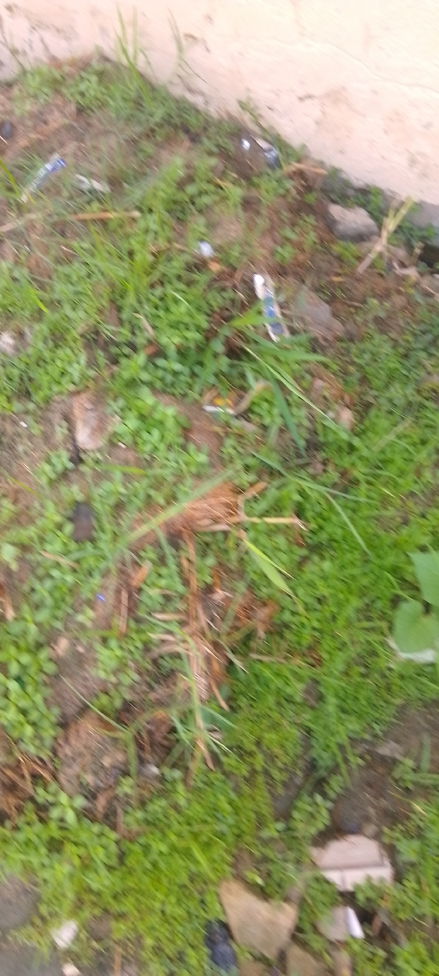 The image shows a patch of ground covered in green grass and weeds, with some patches of bare soil. There is some litter scattered throughout, including what appears to be pieces of plastic and paper. A wall is visible in the upper right corner of the image. The location is unknown.